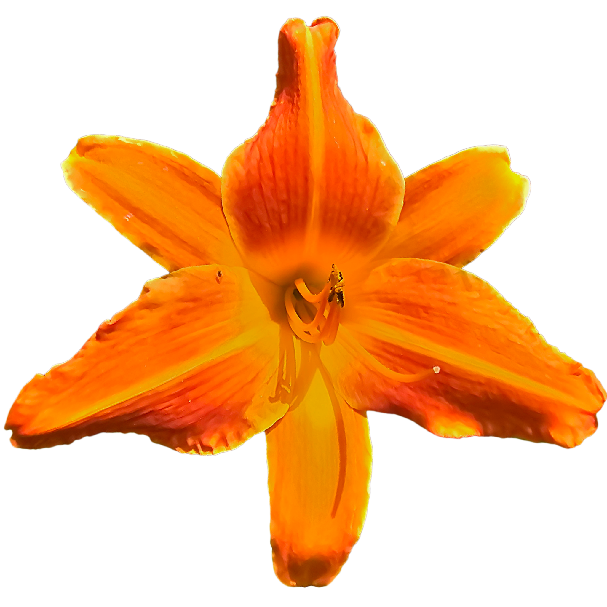 Orange-vols.png