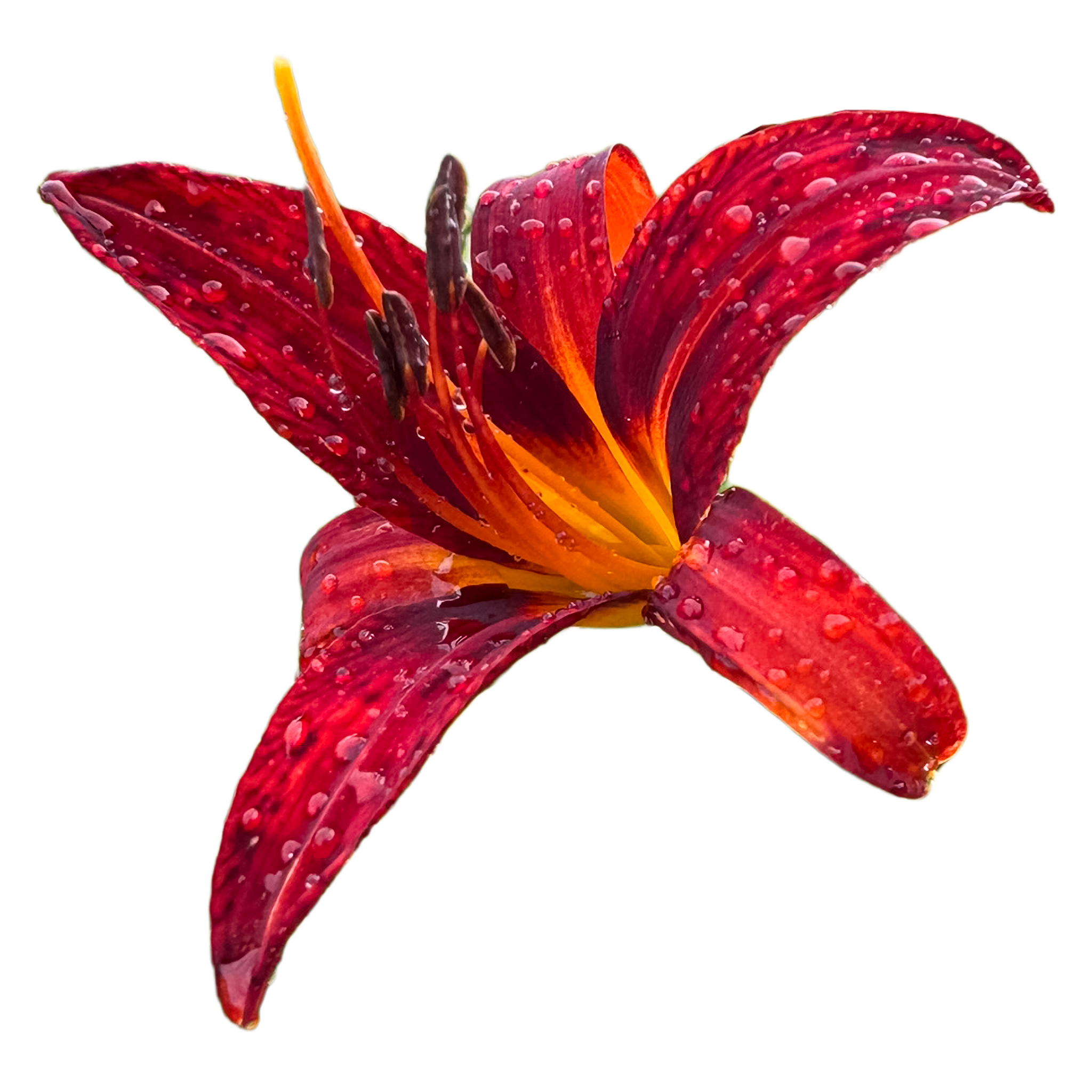 Scarlet-butterfly.png