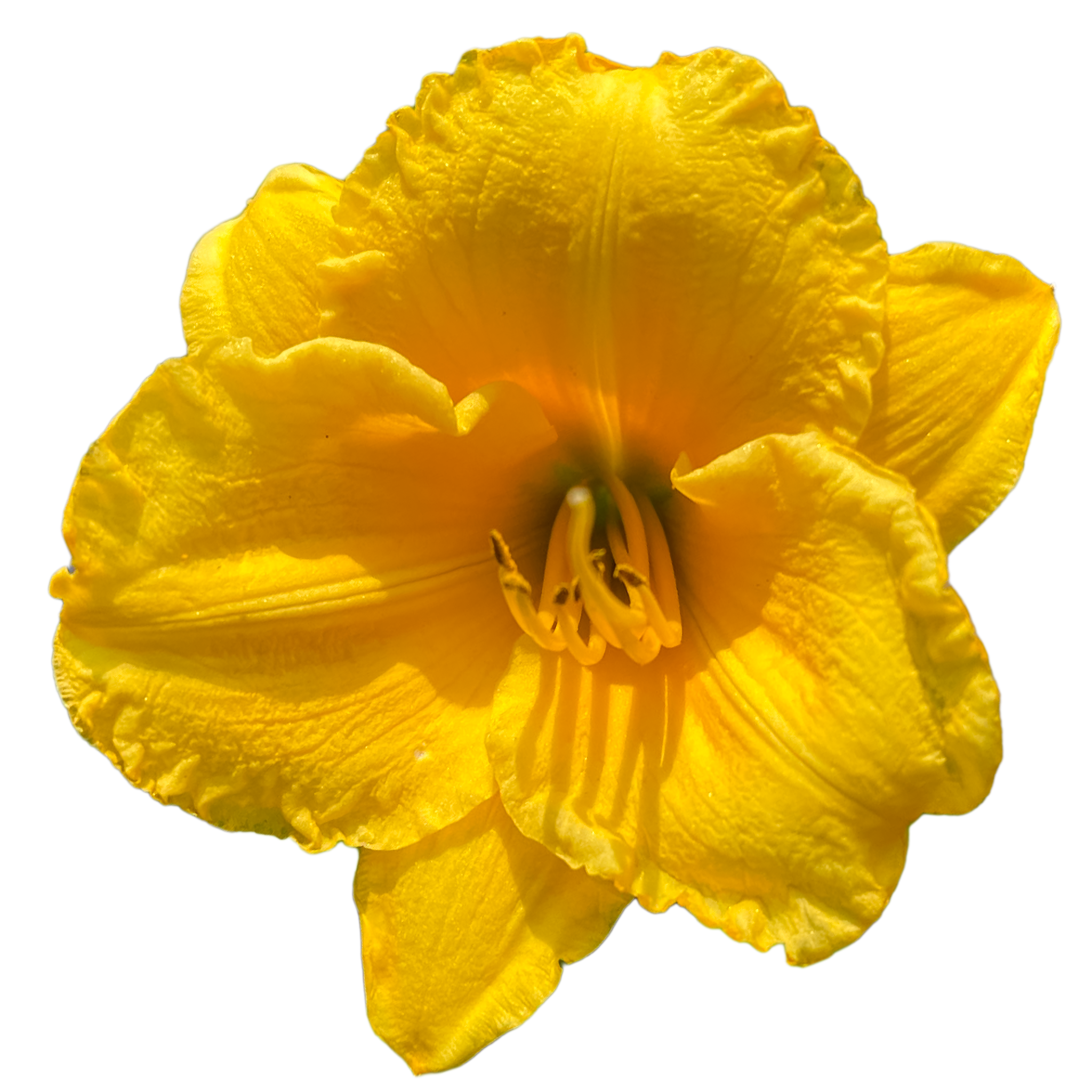 Stella de Oro