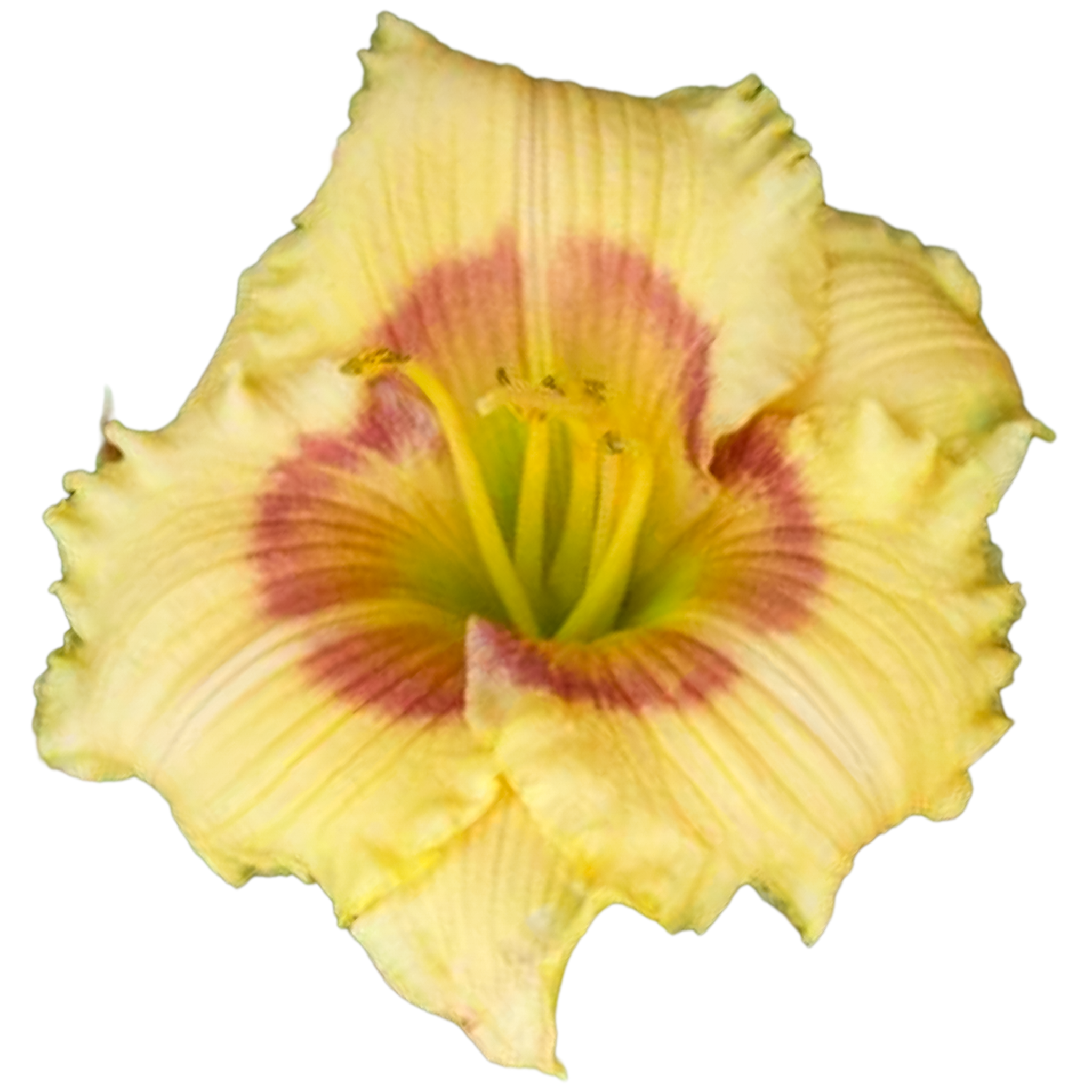Pimiento-pepper.png
