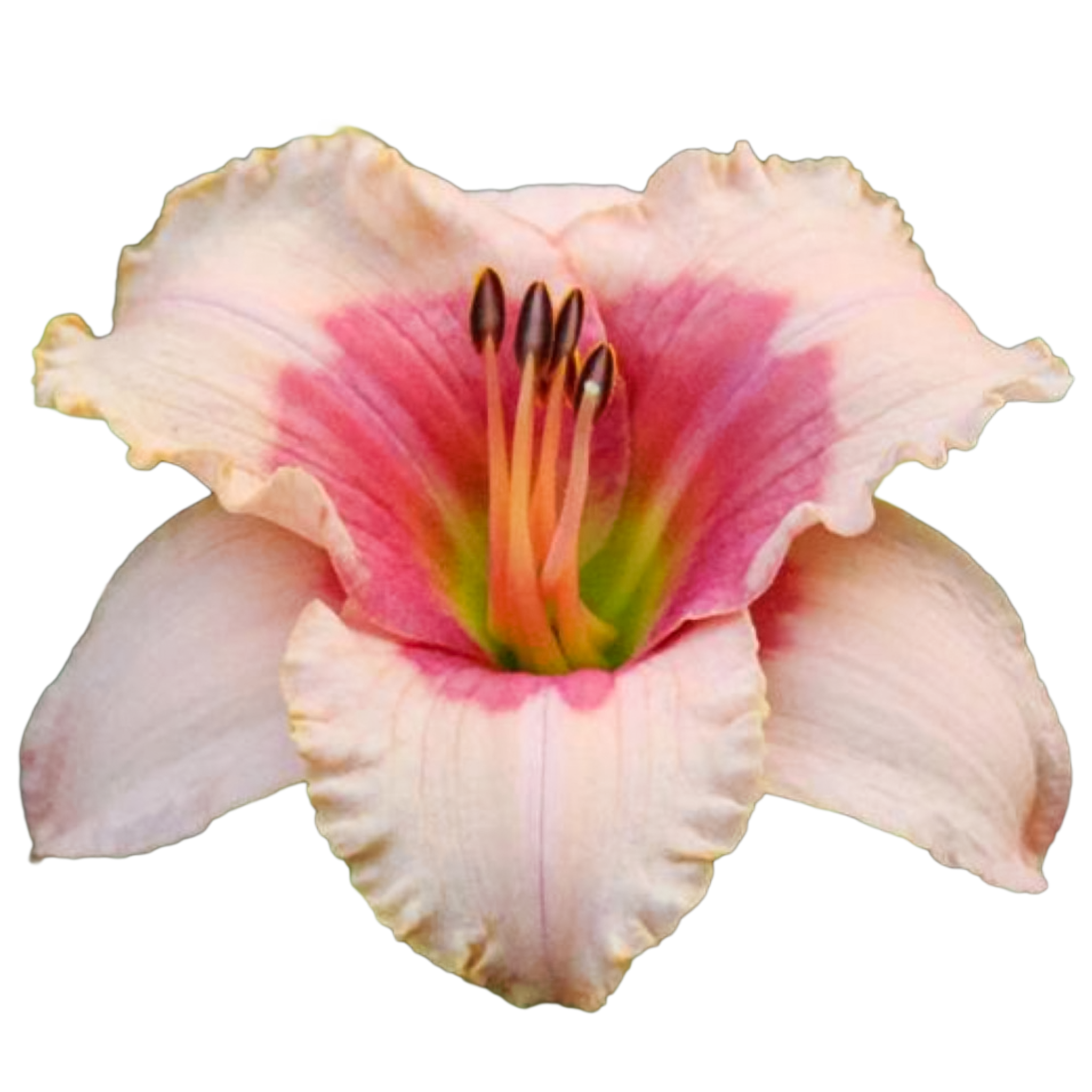 Exotic-candy.png