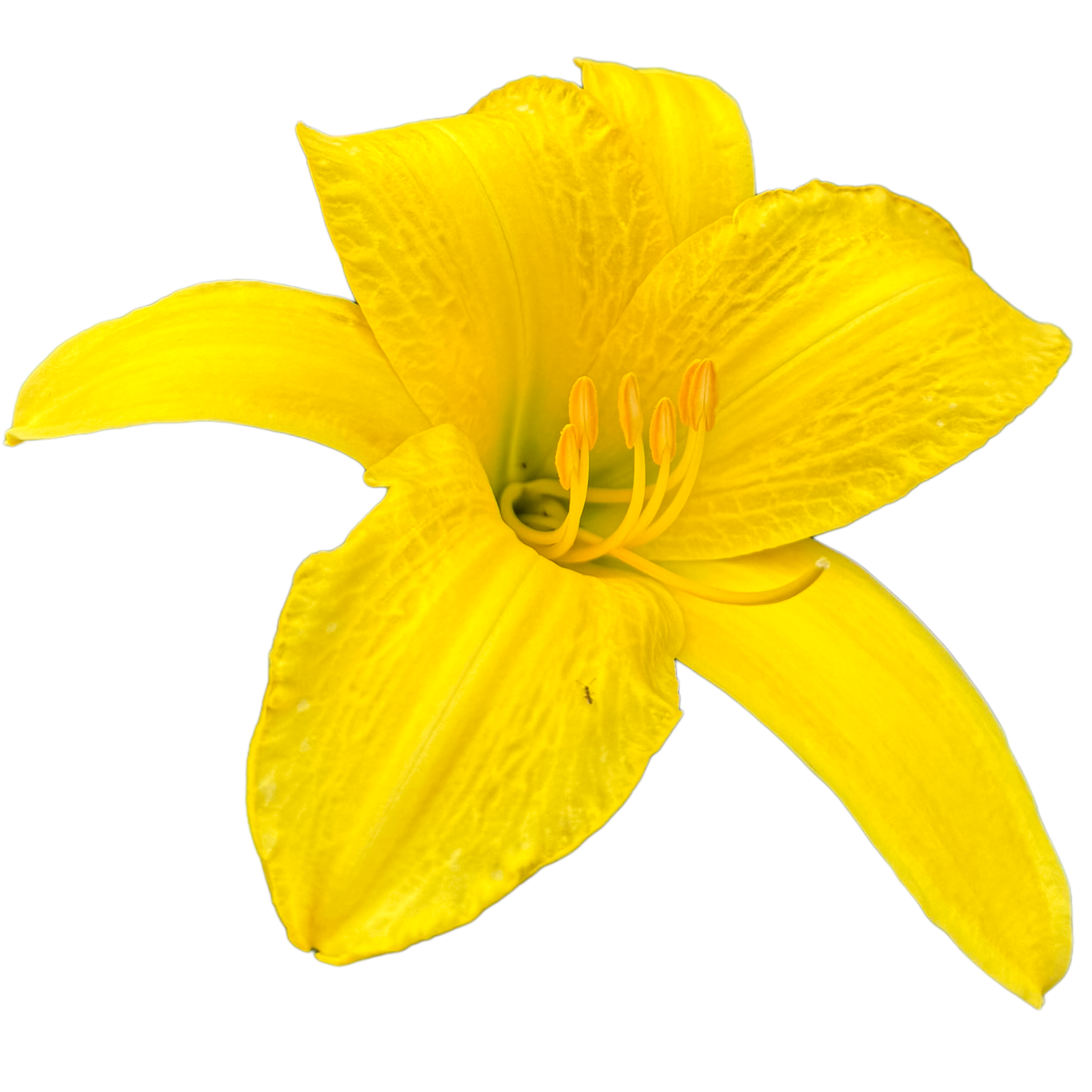 Yellow Pinwheel