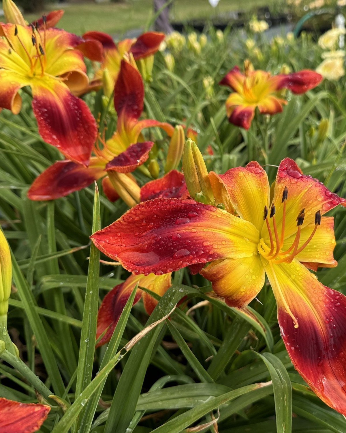 Bandito Rojo daylily, red-and-gold blooms with dark eyes in front of rows of nursery daylilies