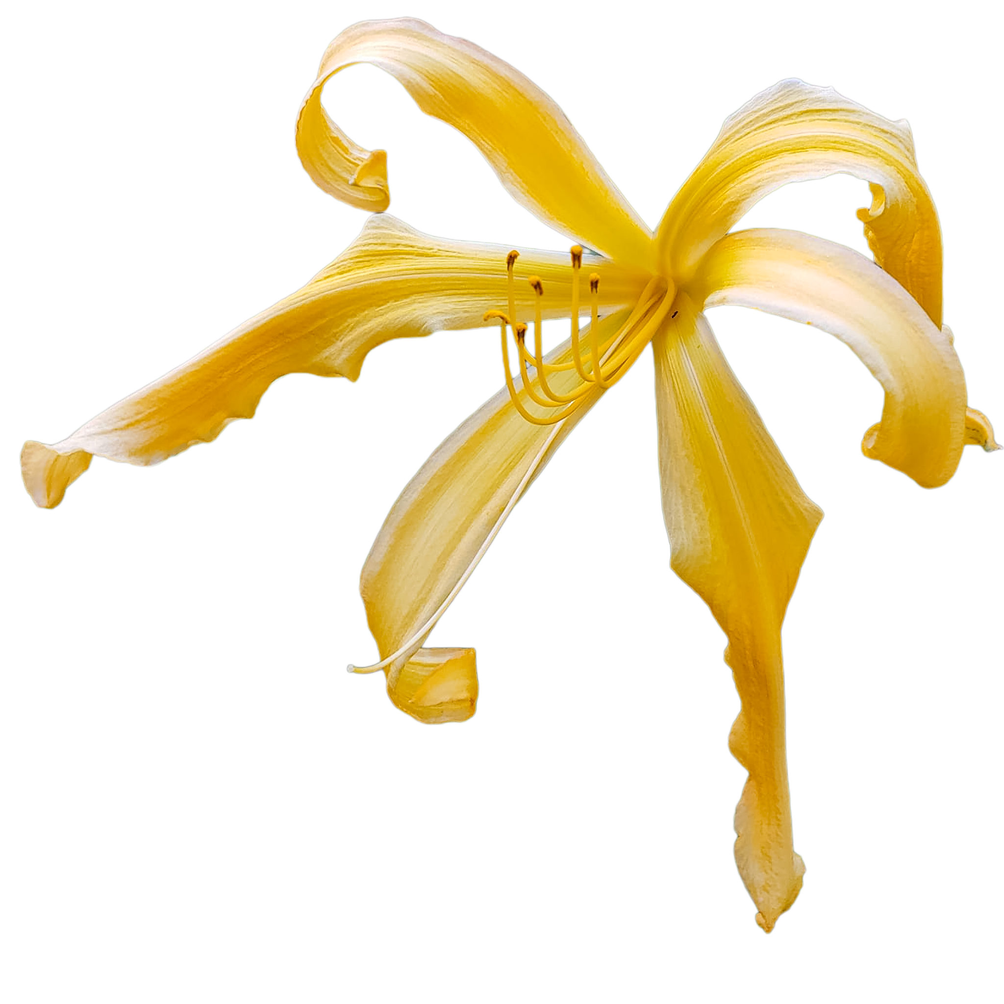 Waltz-with-the-wind.png