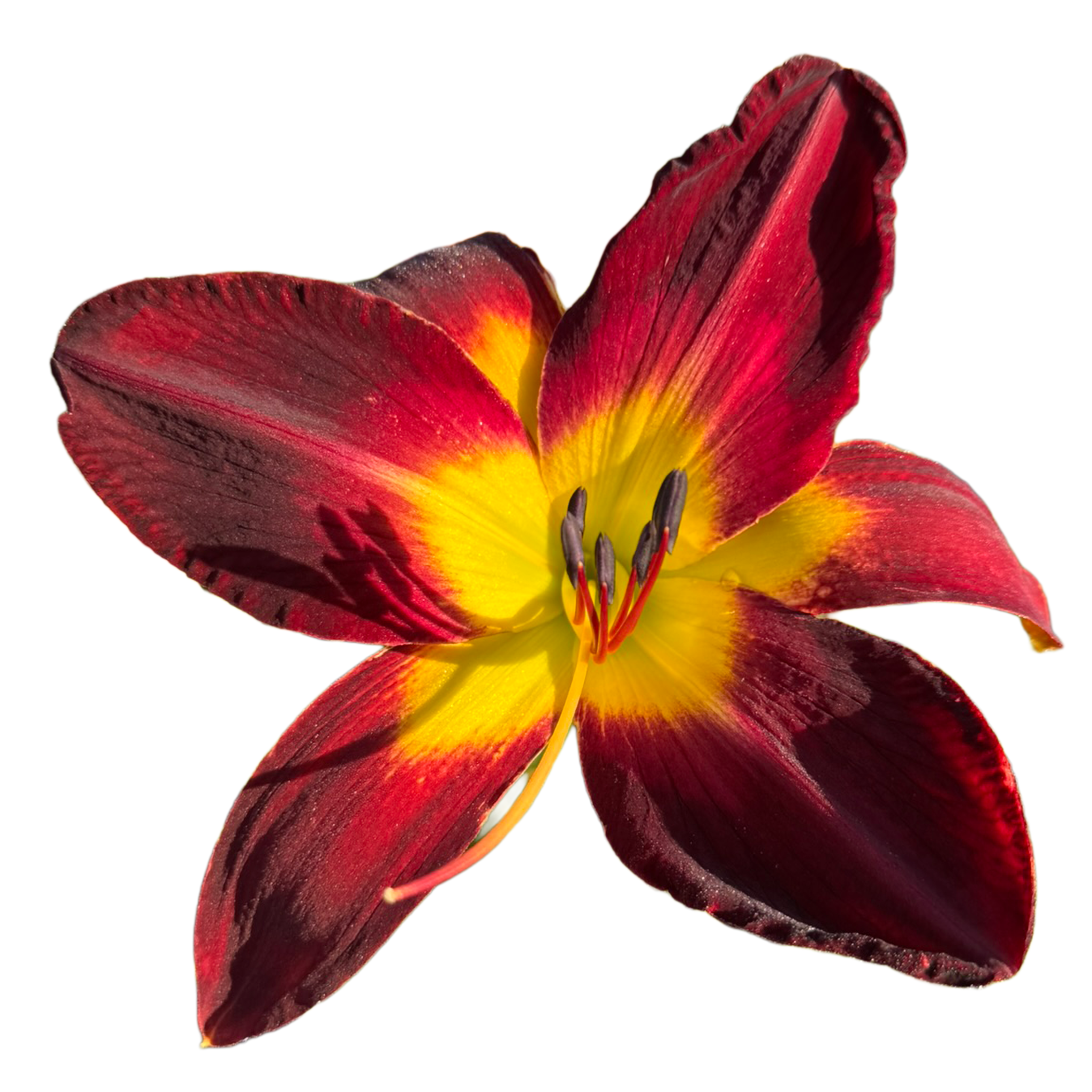 Persian Ruby