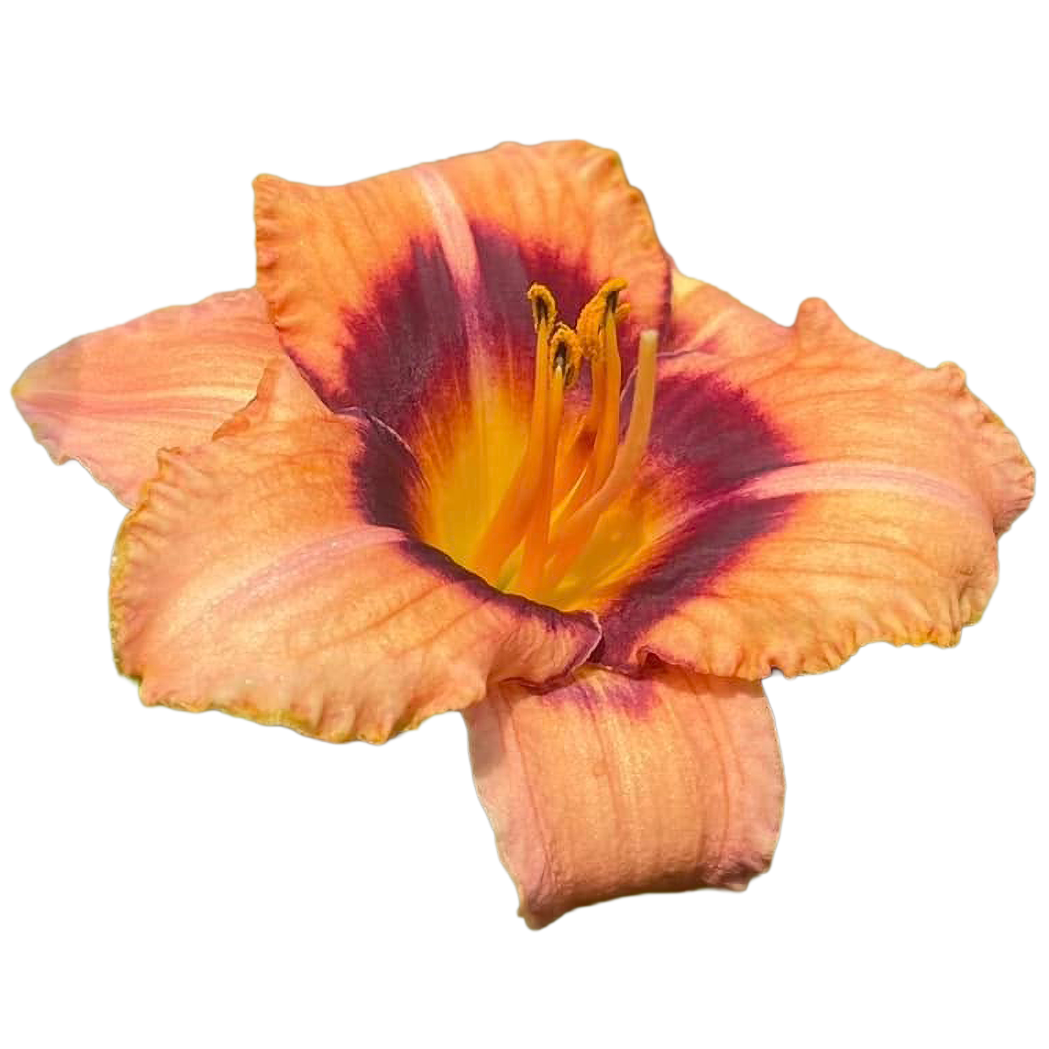 Nutmeg-spice.png