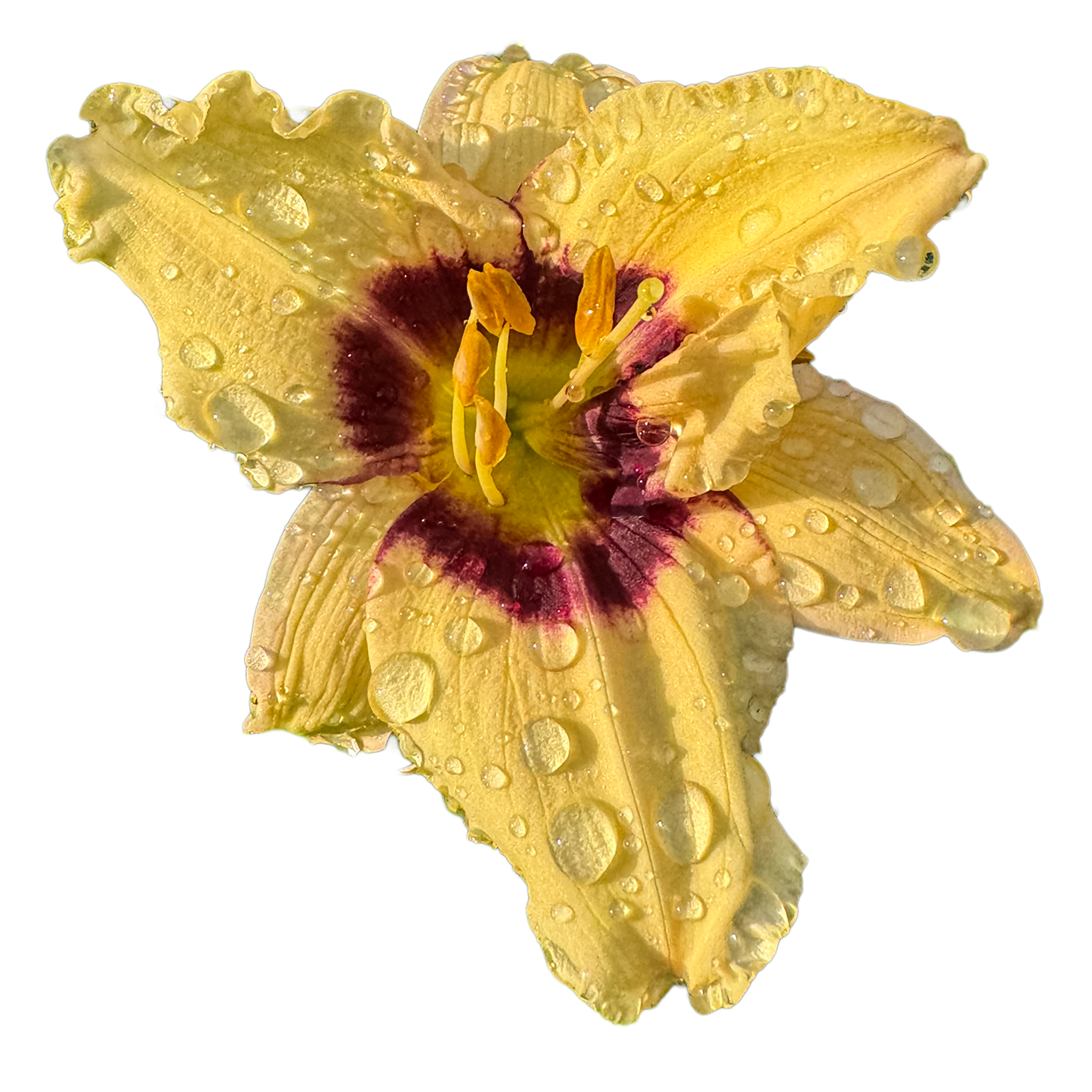 Mokan Butterfly