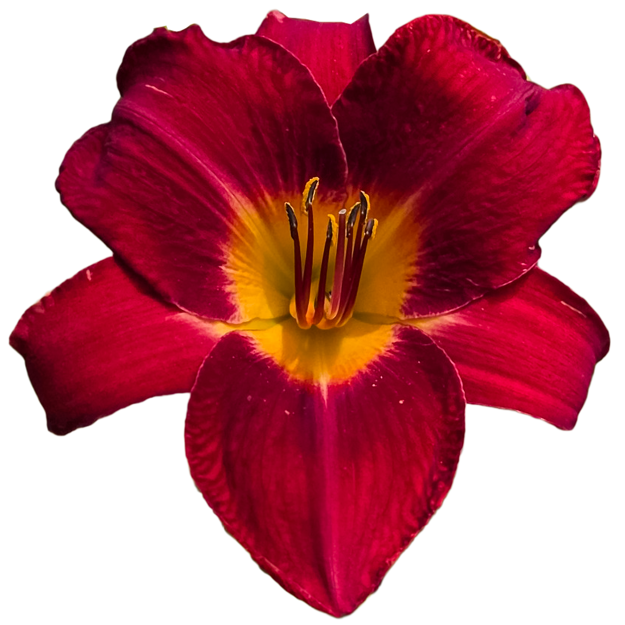 Red Volunteer