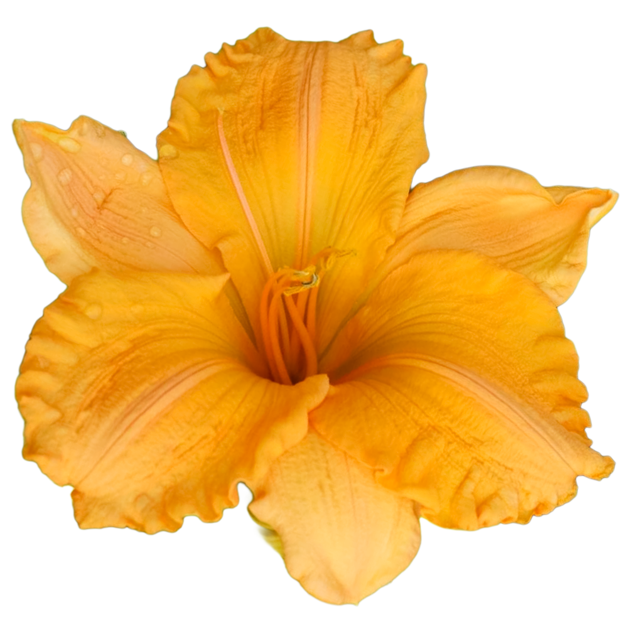 Orange-velvet.png