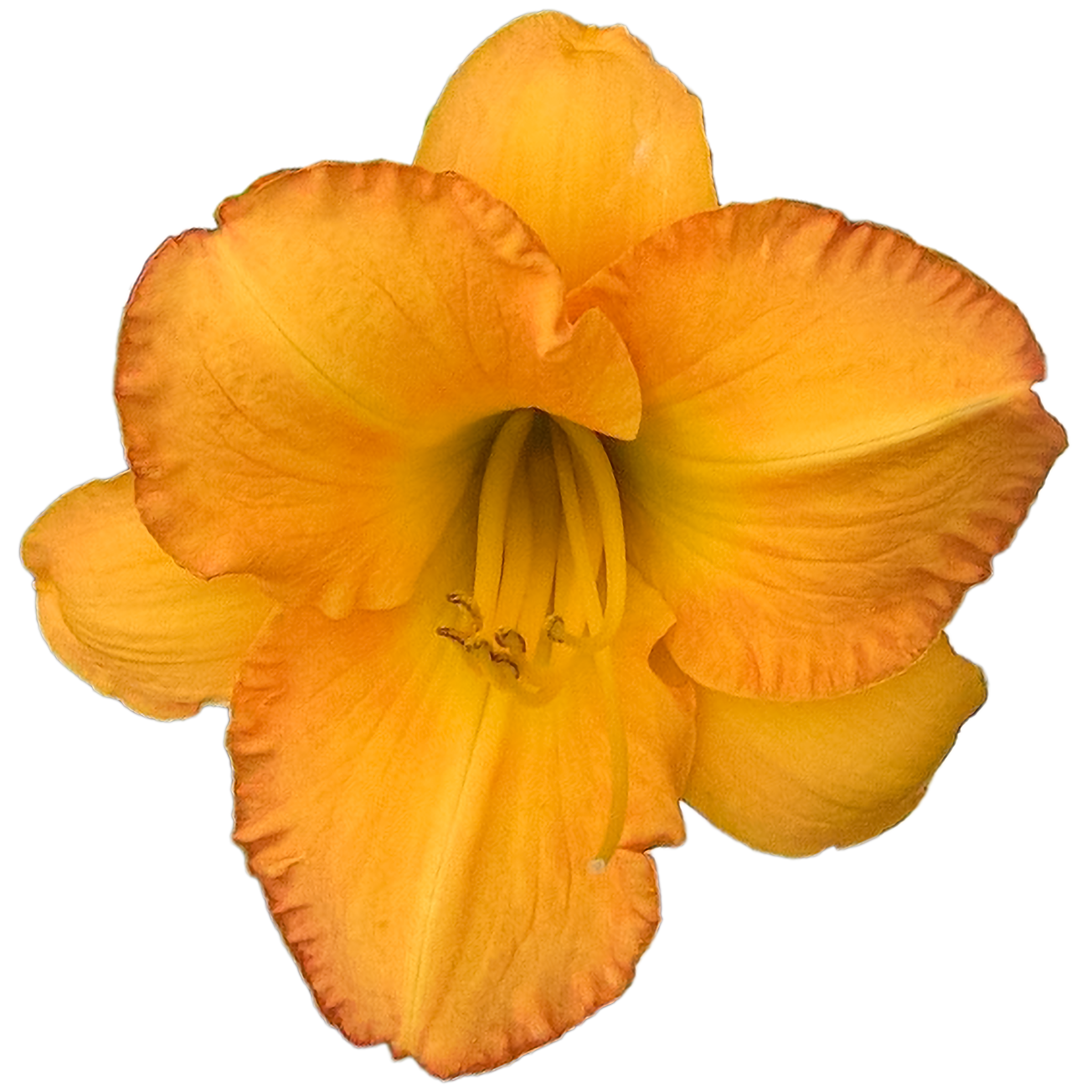 Bahama Butterscotch