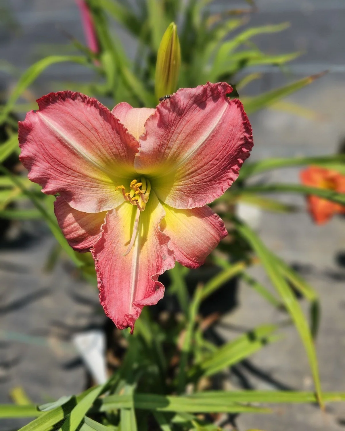 Becky Lynn daylily, rose-pink bloom