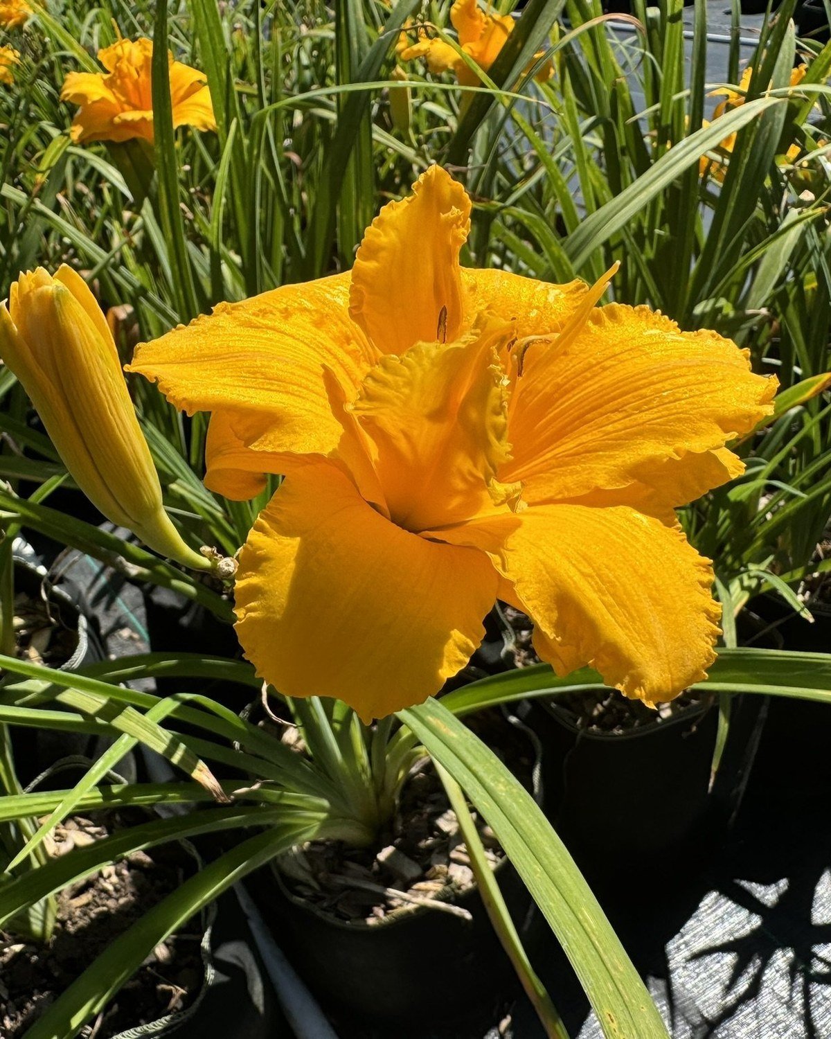 Condilla daylily, golden-yellow bloom with buds growing in a nursery container