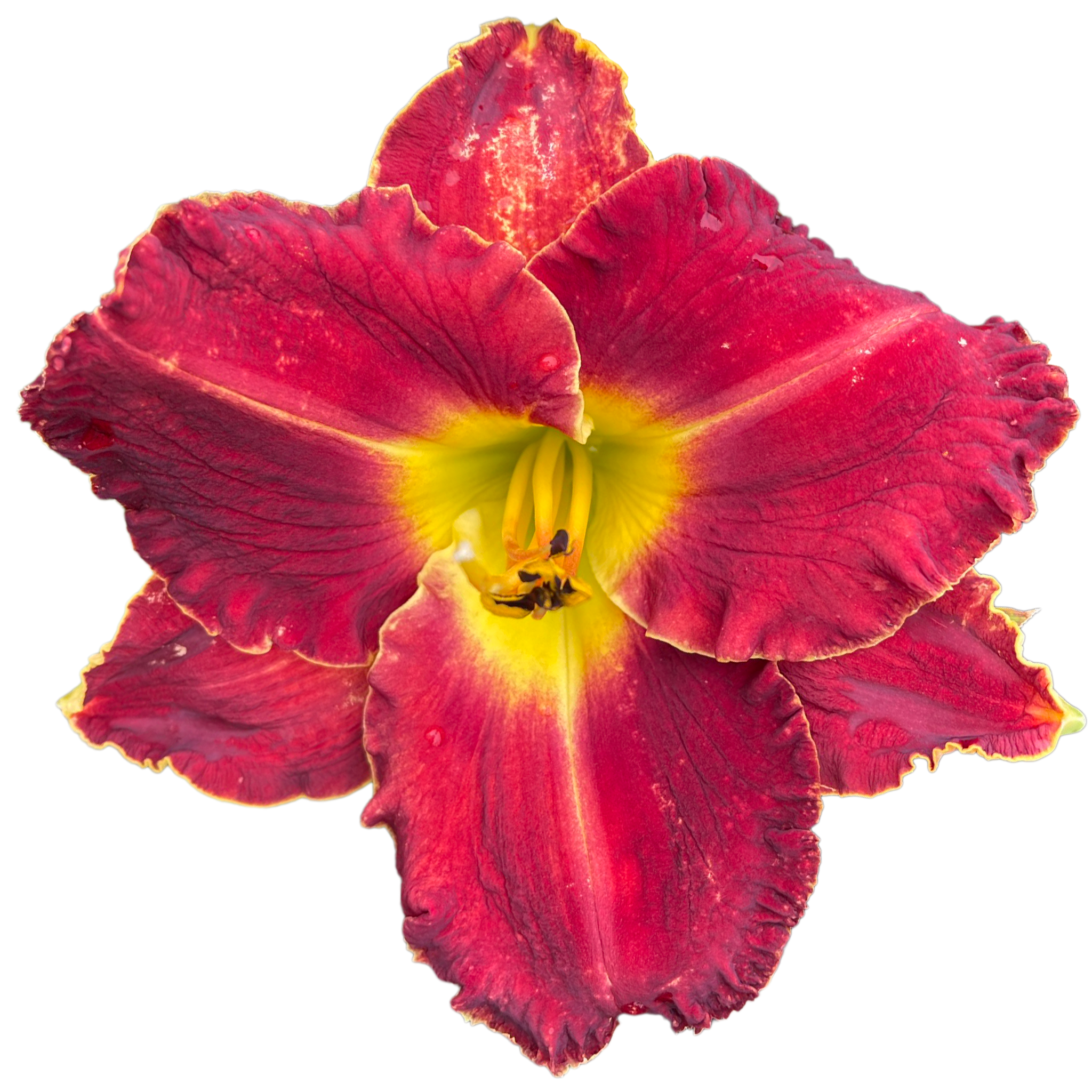 Mississippi Red Bed Beauty