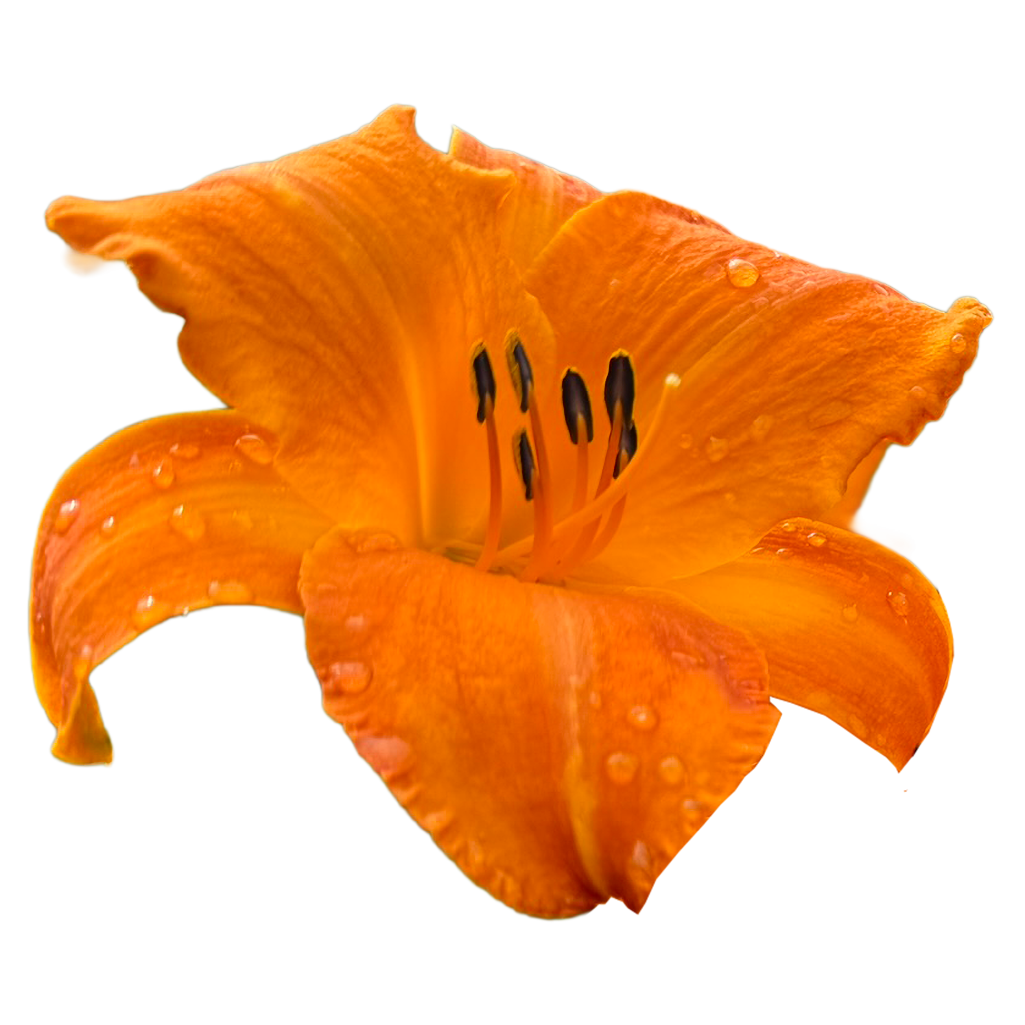 Mauna Loa