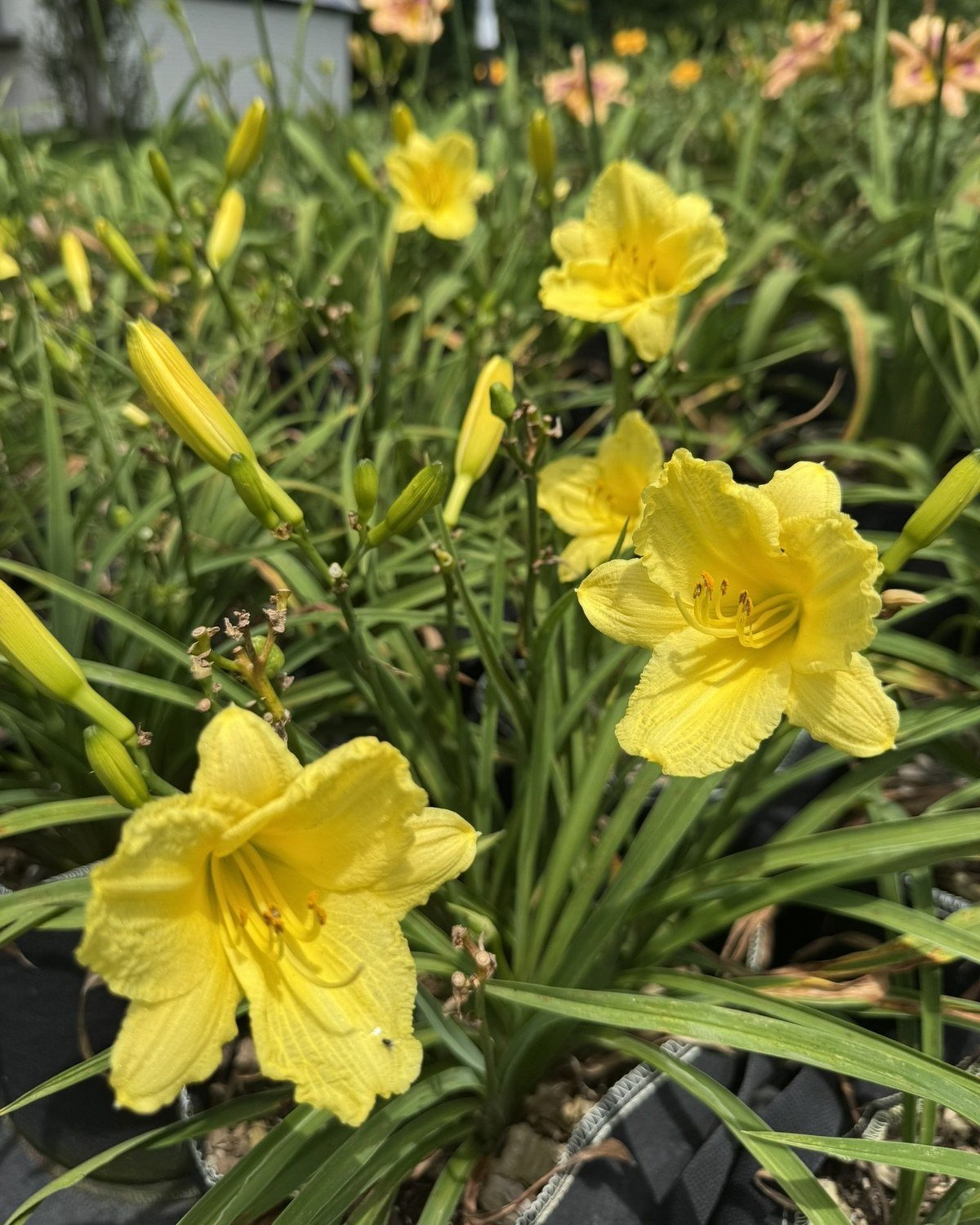 Happy Returns daylilies, yellow blooms in the nursery rows