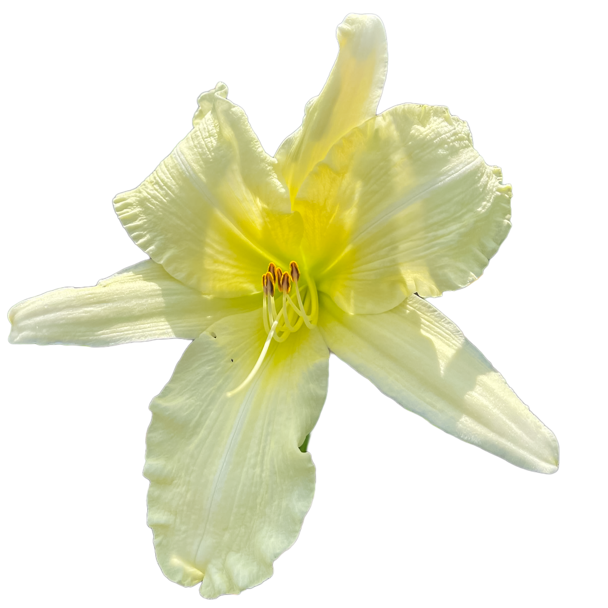 Jolly White Giant