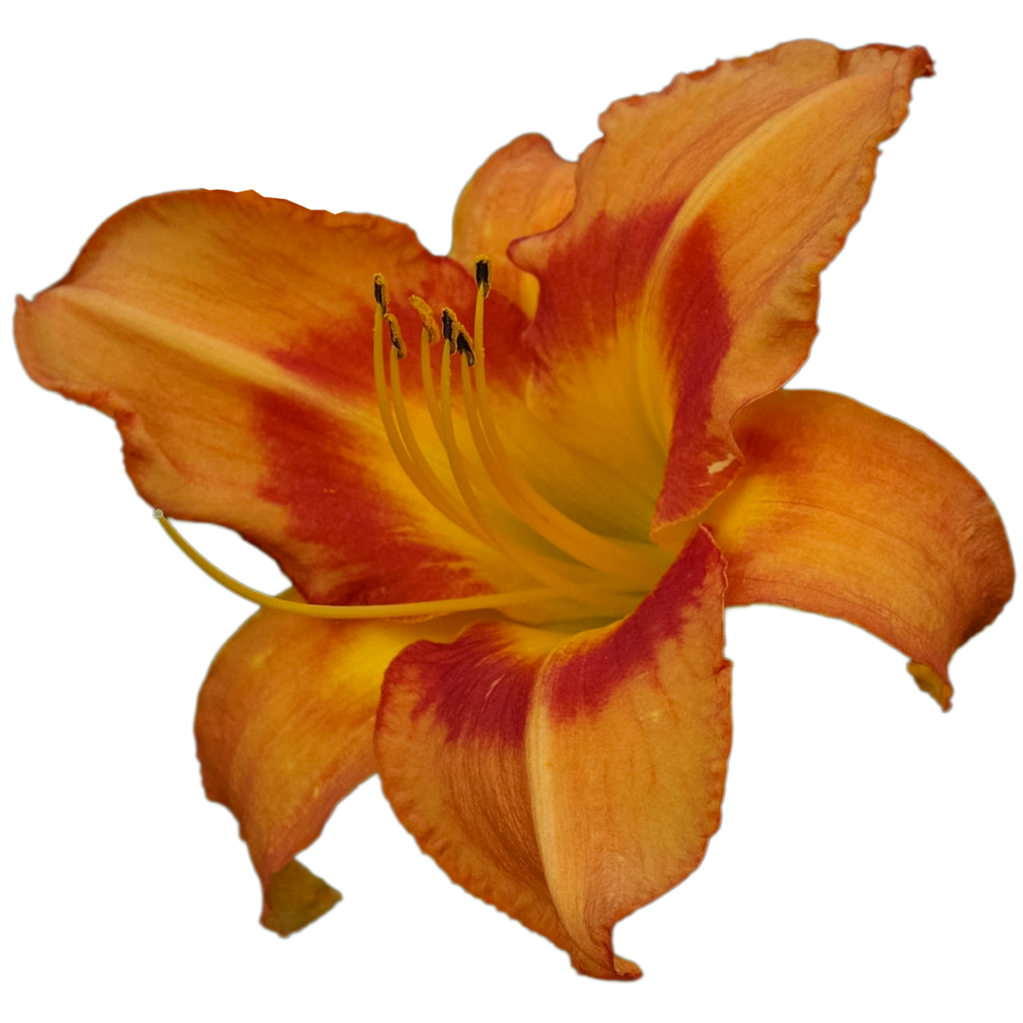 Leebea-orange-crush.png