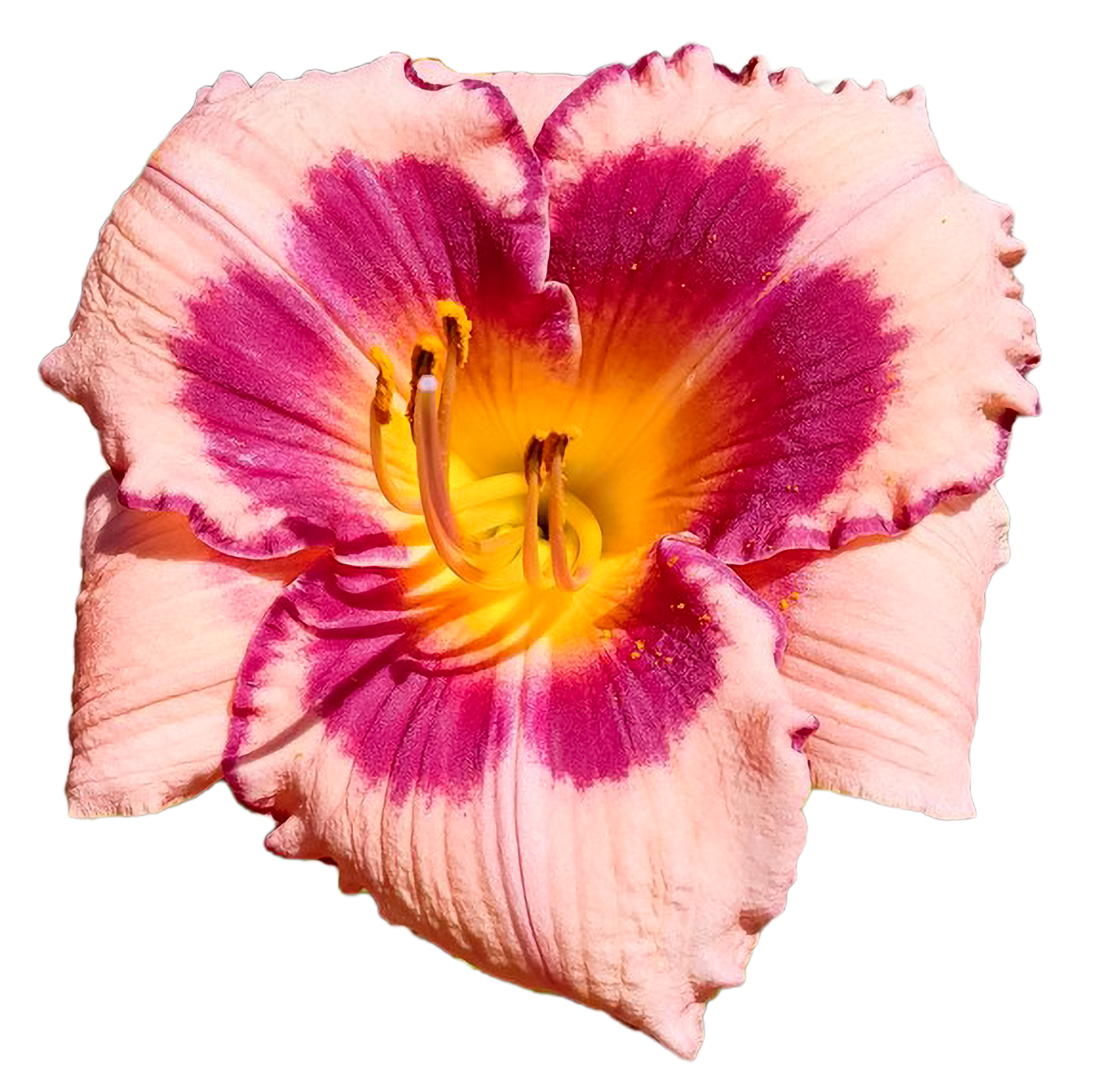 Blushing Summer Valentine