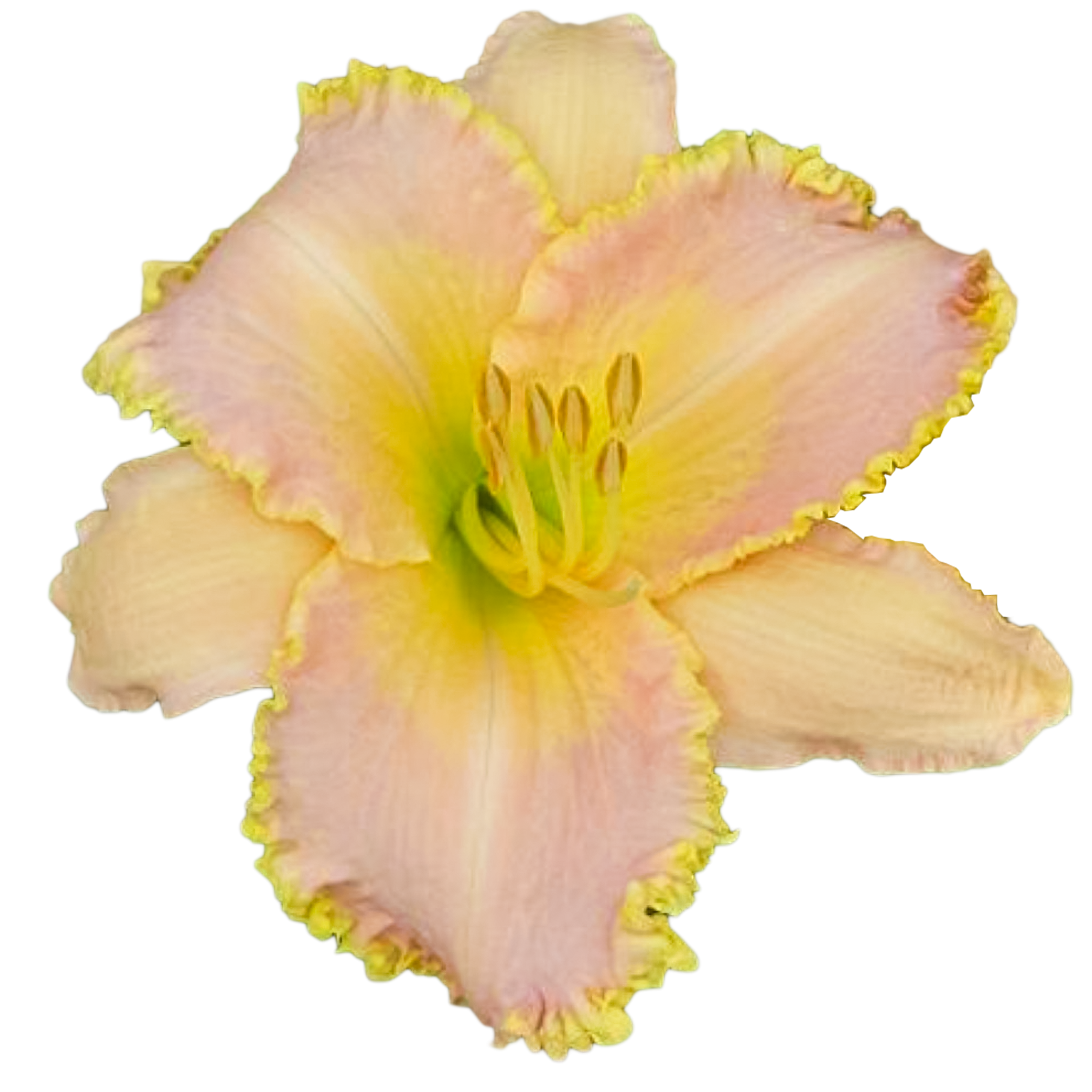 Lilac Lemonade