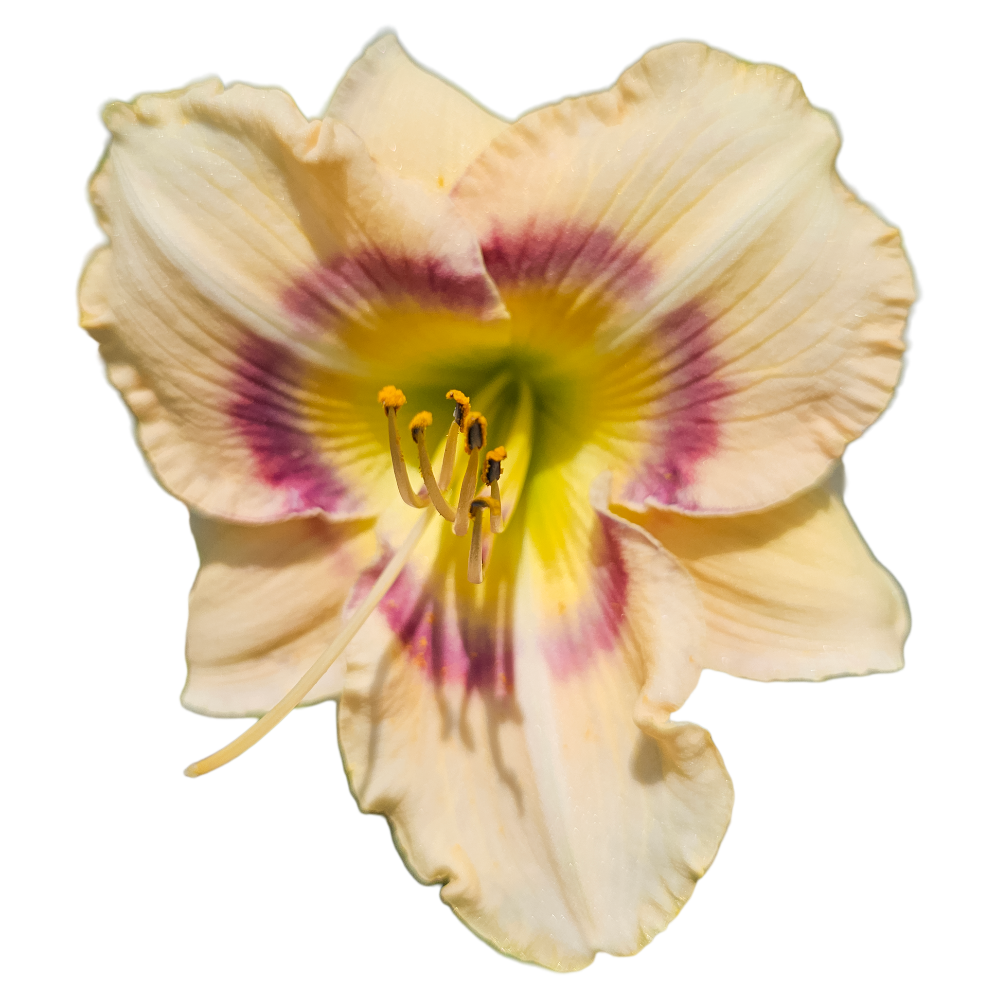 Huckleberry-candy.png