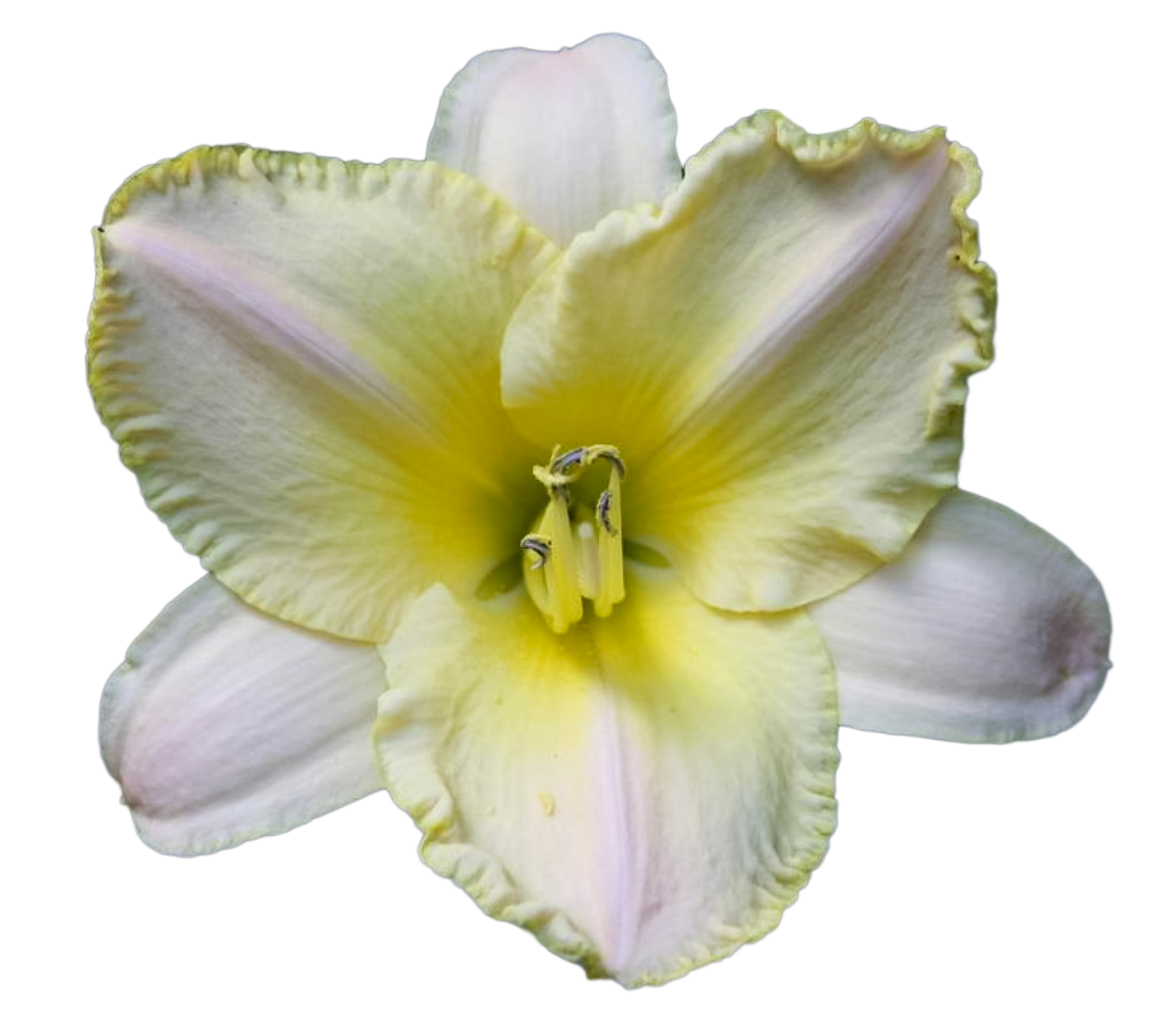 Fragrant Pastel Cheers