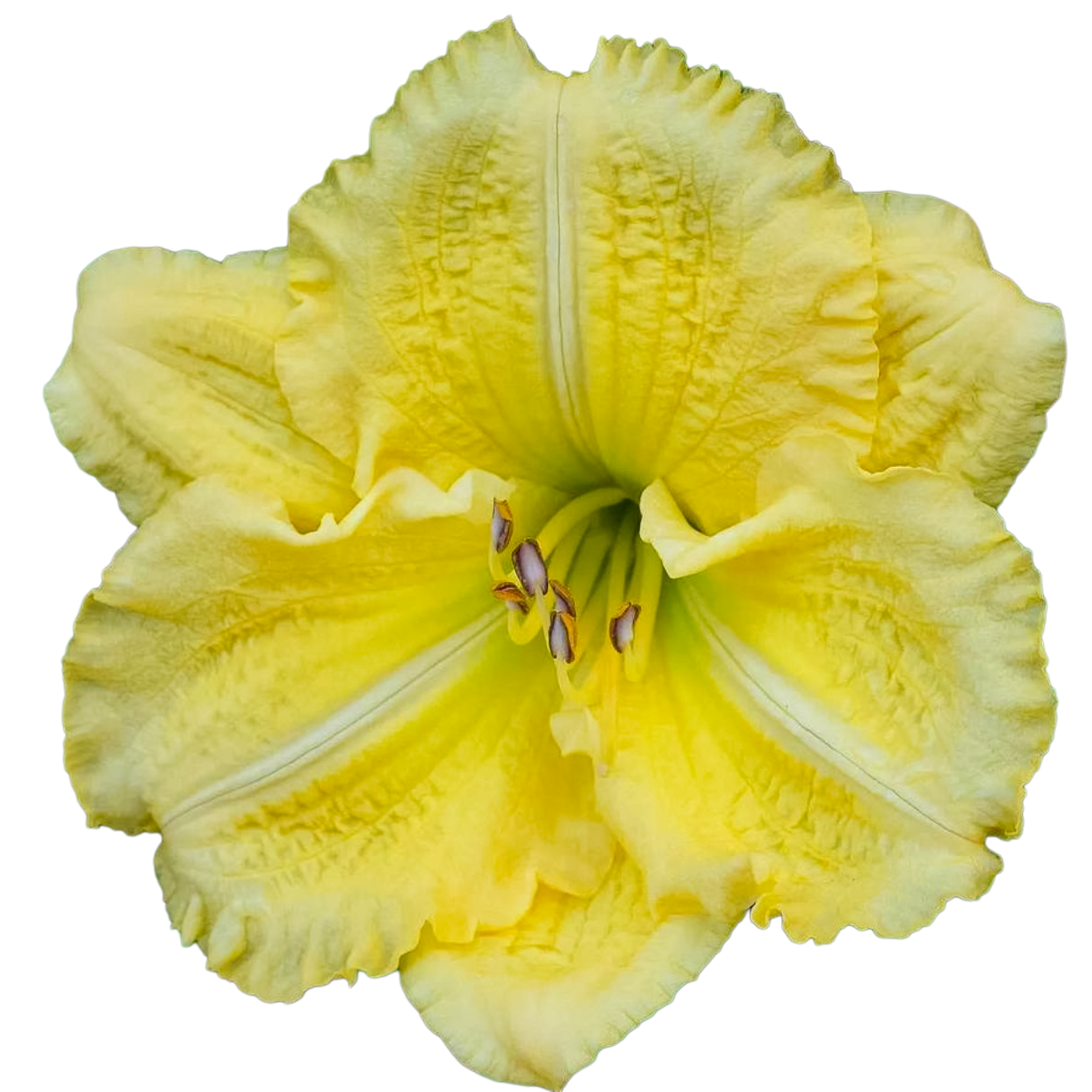 Yellow-explosion.png
