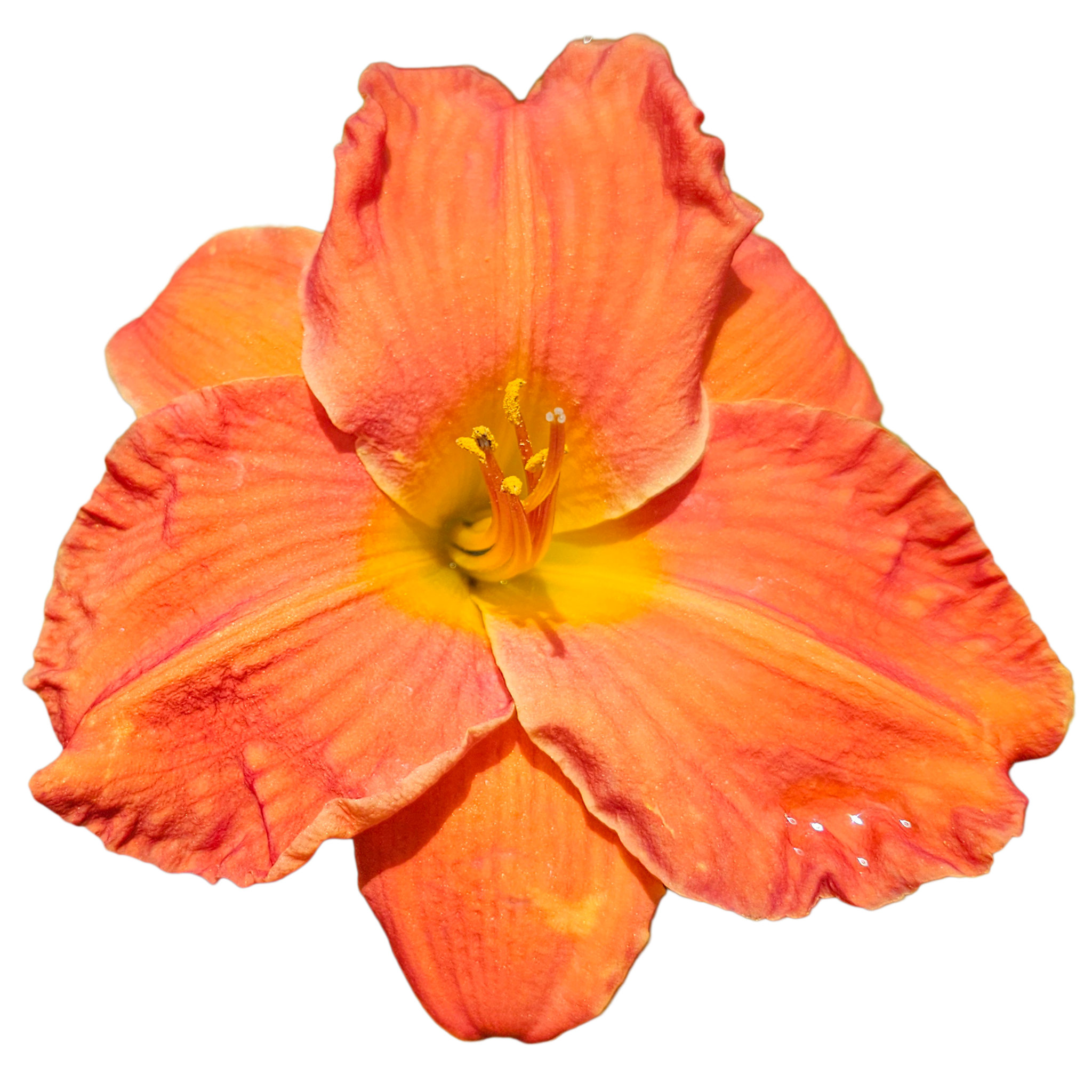 House-of-orange.png