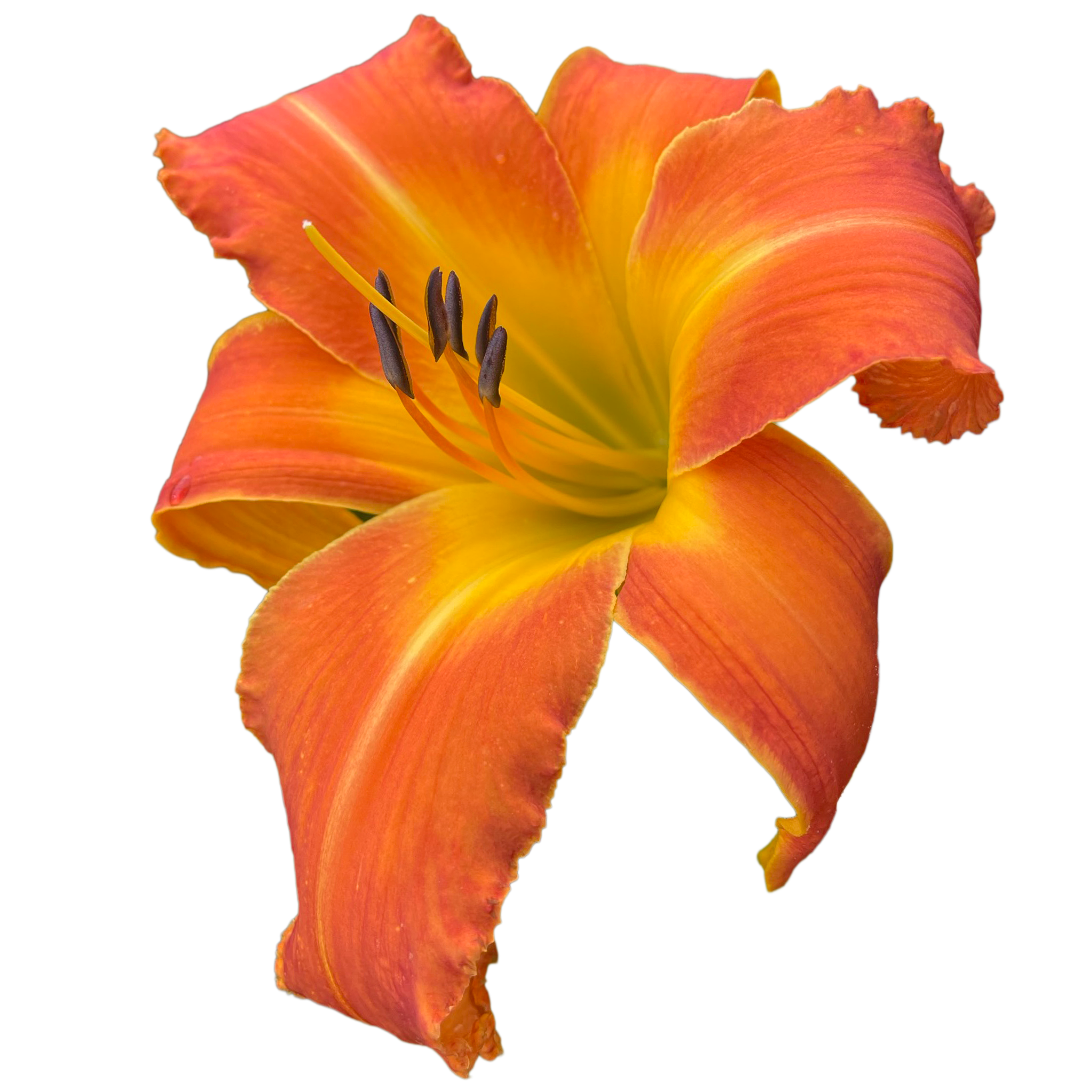 Orange Clown