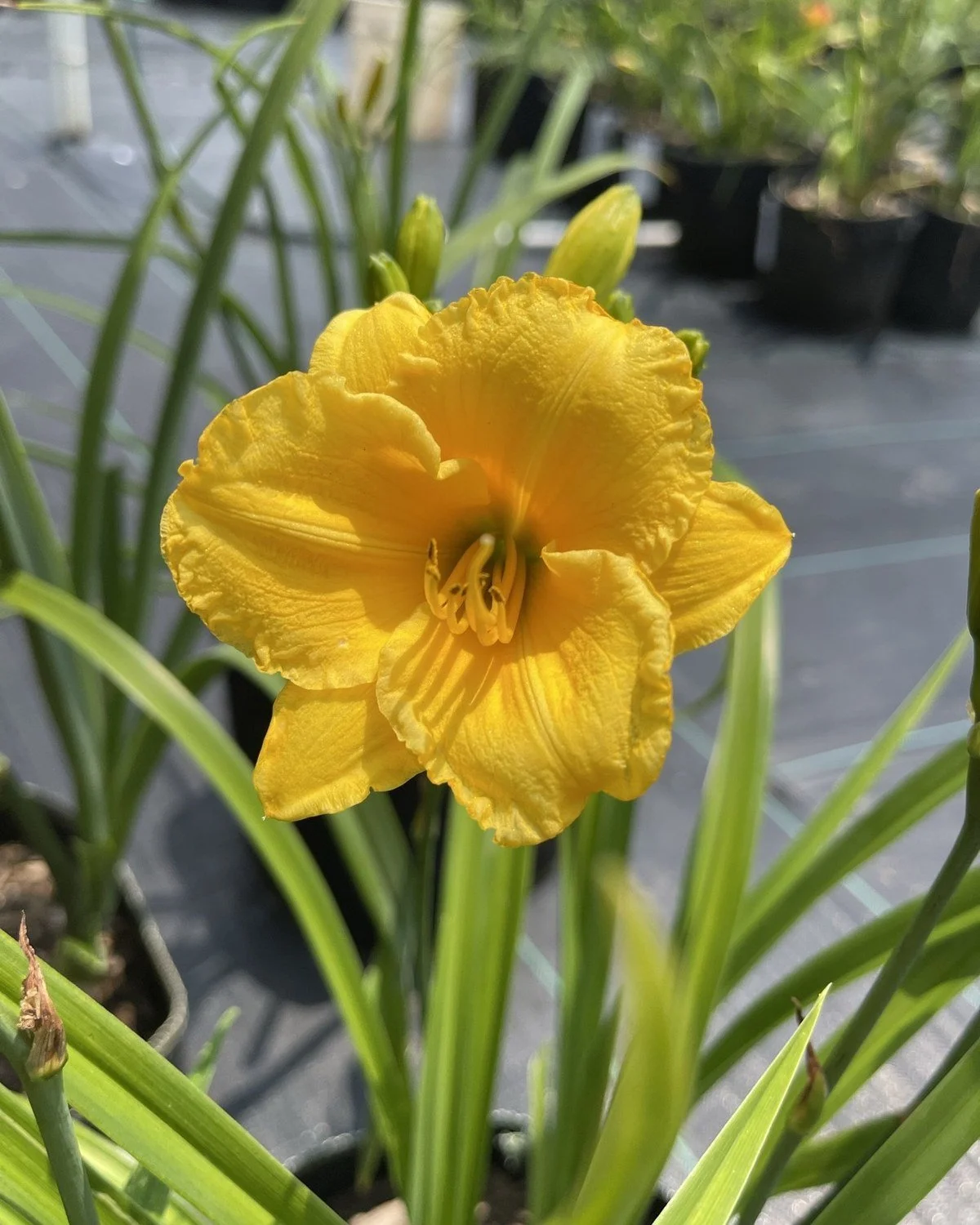 Stella de Oro daylily, golden-yellow bloom