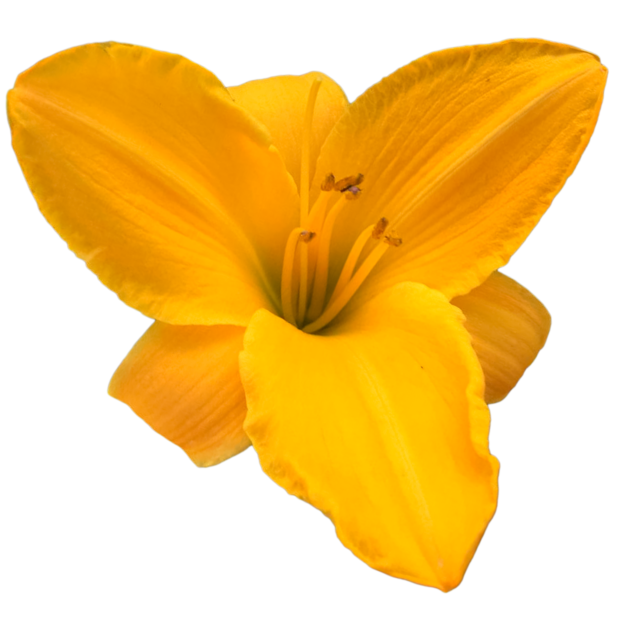 Sparkling-orange.png