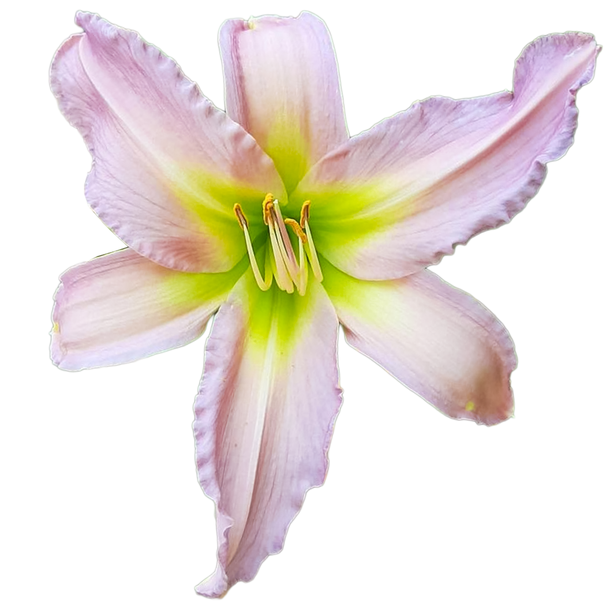 Dallas Star