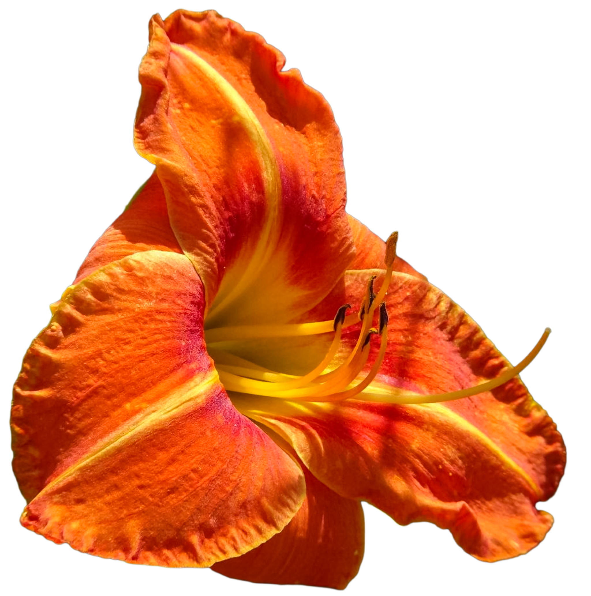 Tuscawilla Tigress