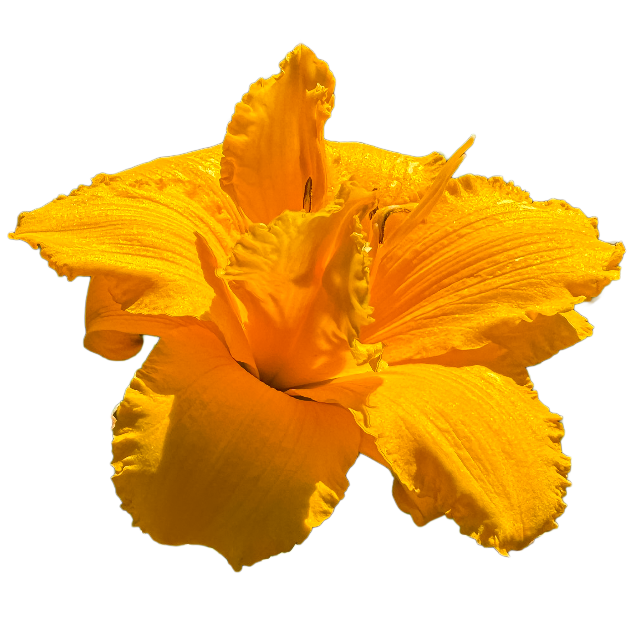 Condilla