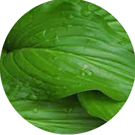 LEAF.png