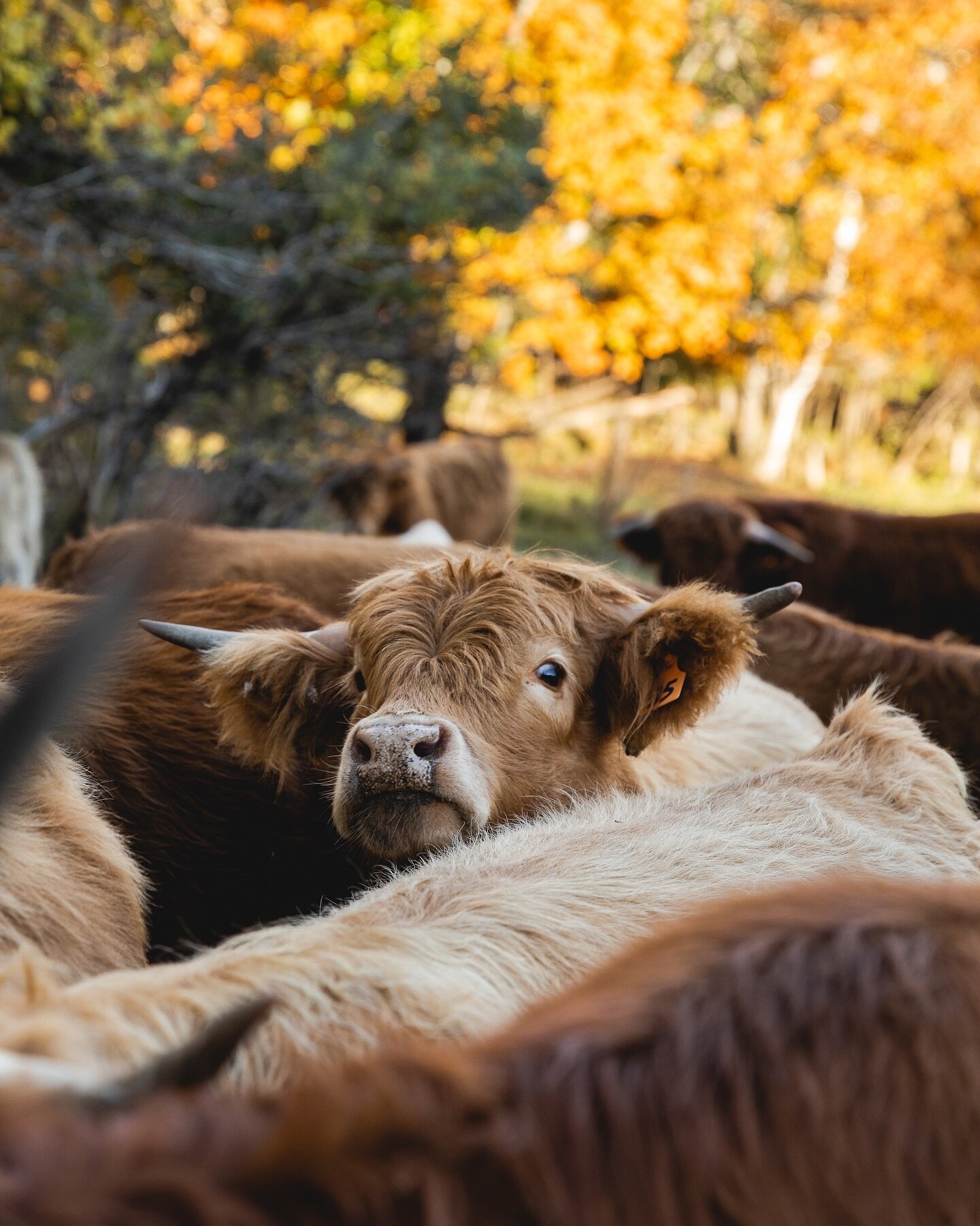 Just a little crowed // Just this fluffy dude stuck in the crowd. I love these cows and I loved this day from a past Fall visit to Vermont. Good times.