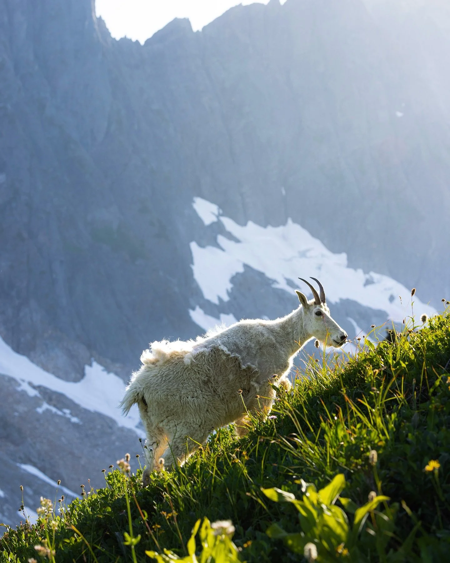Mountains &amp; Goats // Only reason I was convinced to tackle this hike? 👀 The chance of spotting those legendary mountain goats, and I couldn&rsquo;t be more happier with the results. 

But wow&hellip; North Cascades had me speechless. Towering pe