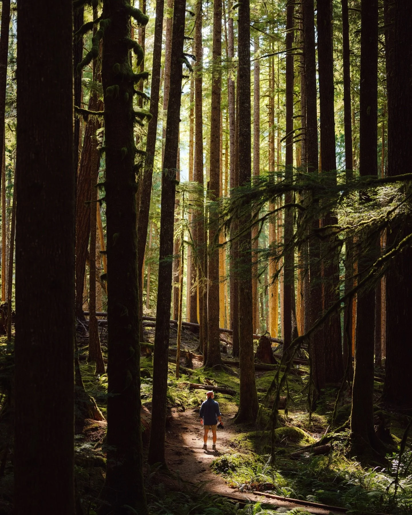 The Magic Light // I remember the magic of wandering through the woods in Washington&mdash;sunlight beaming through the trees, quiet and powerful. That light alone made the day unforgettable on my last trip. 🌲