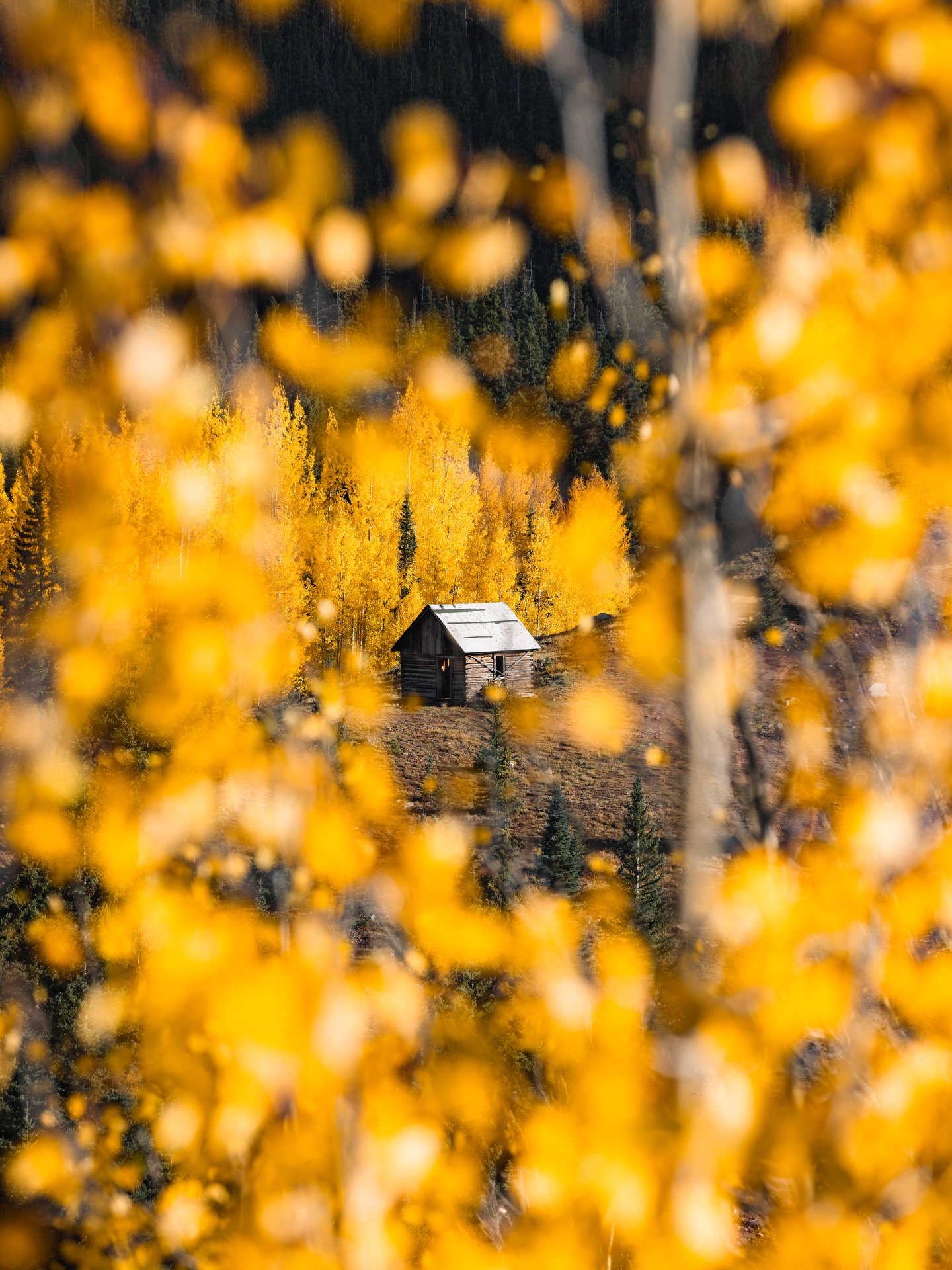 Fall Hues // It&rsquo;s not even Summer yet and I already can&rsquo;t wait for Fall 🍂 One of my all time favorites from a past visit to region of Telluride for some of the most beautiful Fall season views!