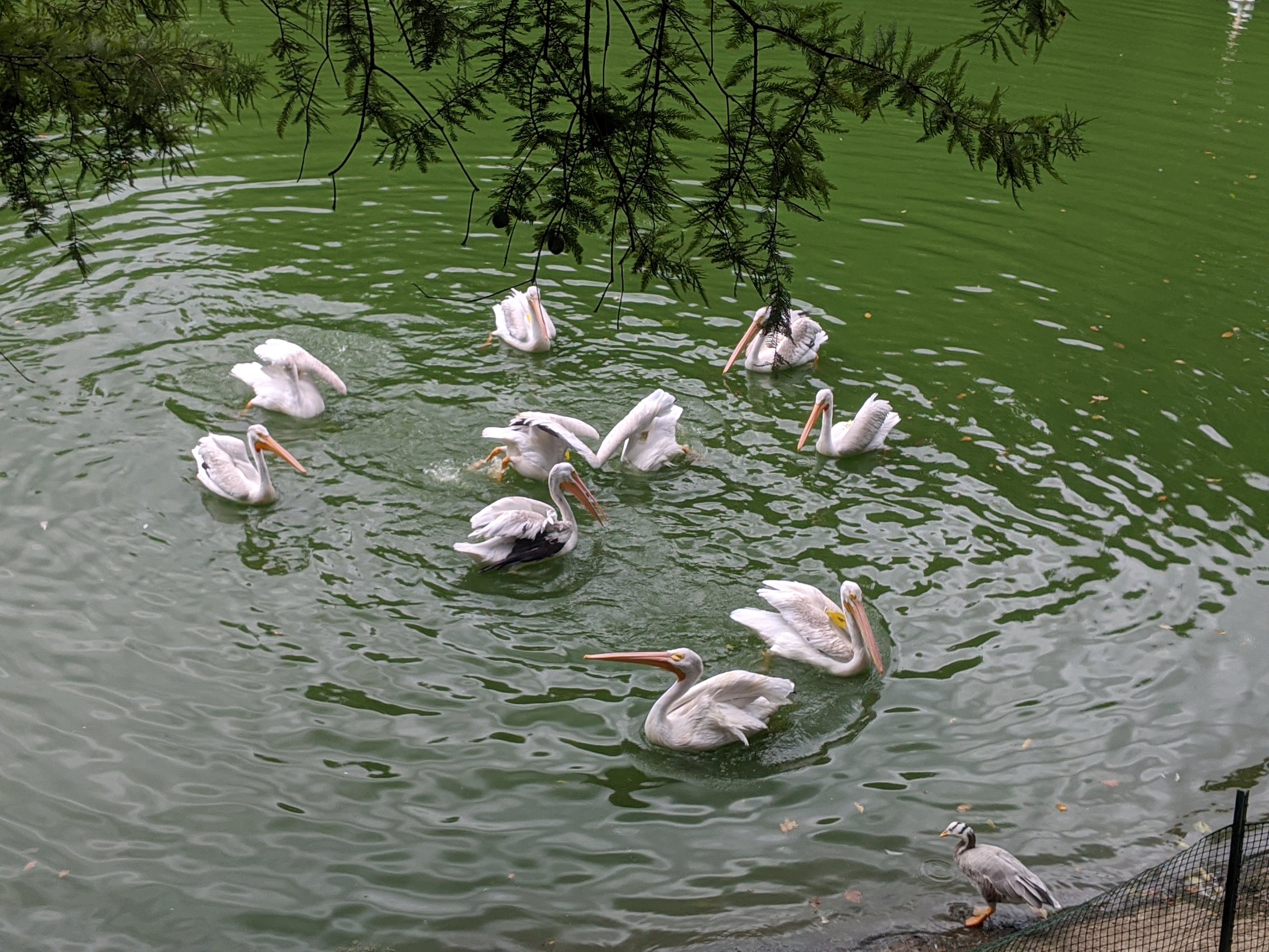 (St. Louis) photo taken from the zoo