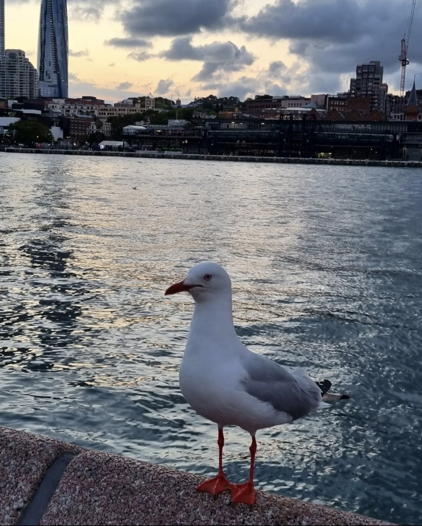 (Sydney) Seagulls are truly majestic creatures. They are always so much bigger than you think...not to mention, how smart they are.