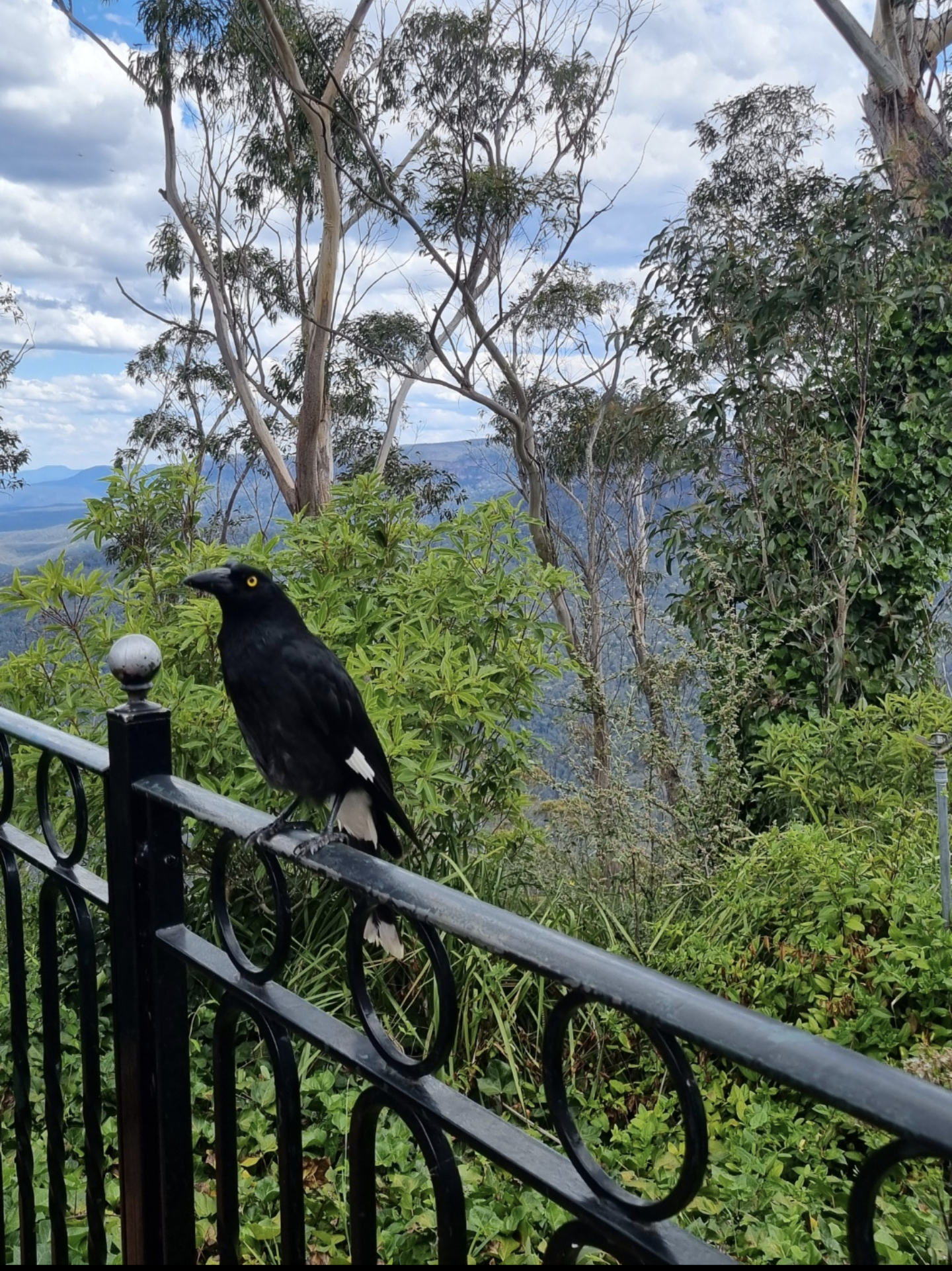 (Australia) He watched tourists getting off their buses. Thought he wasn't motivated by food until I saw him selectively approaching some based on food they had.