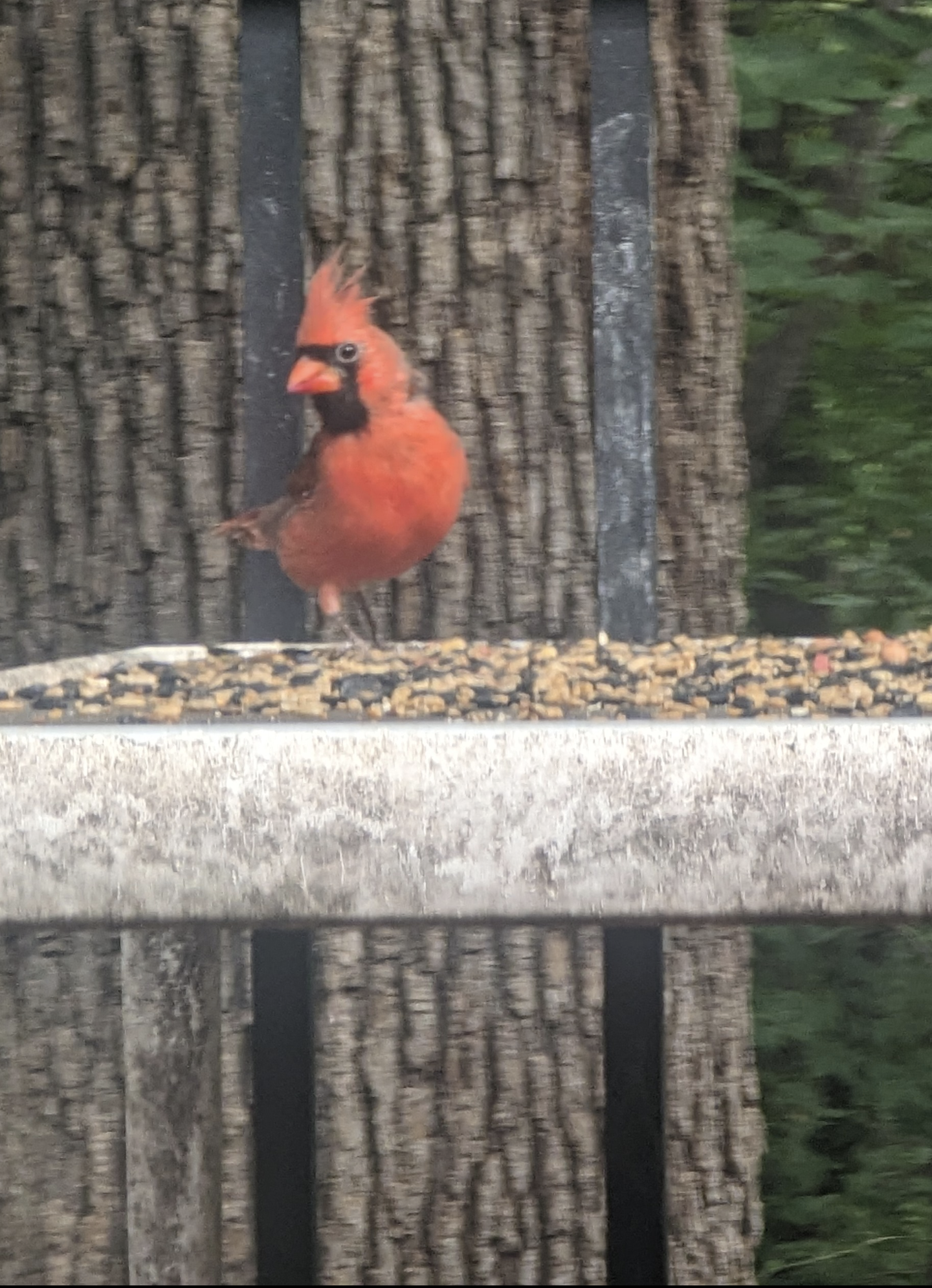 (St. Louis) A male cardinal stars at the camera intensely.