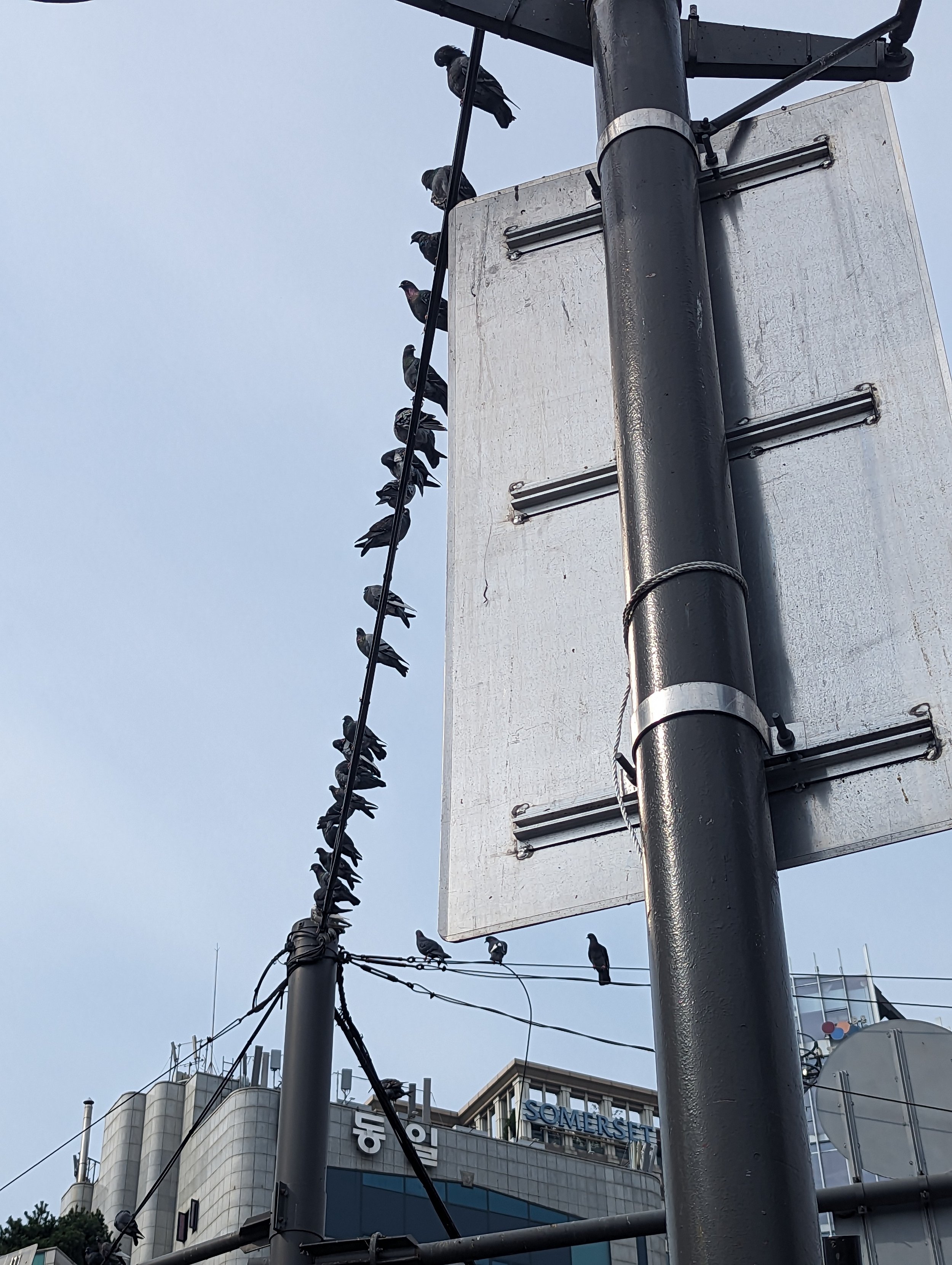 (Seoul) Rock pigeons roaming in the streets of Seoul love being social. They spent their time sitting together on these poles and wires.