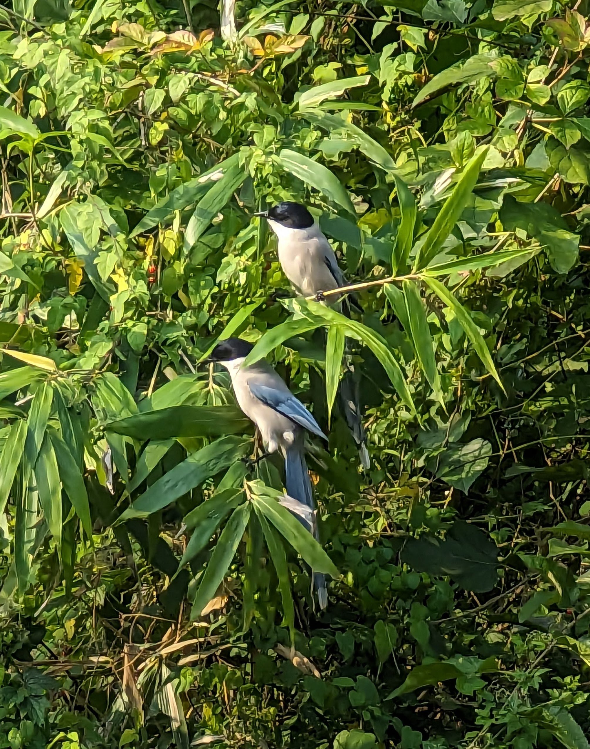 (Seoul) These azure-winged magpies are known for their gorgeous blue wings/tails and glossy black heads. They have a loud, metallic-sounding voice, which is hard to miss!