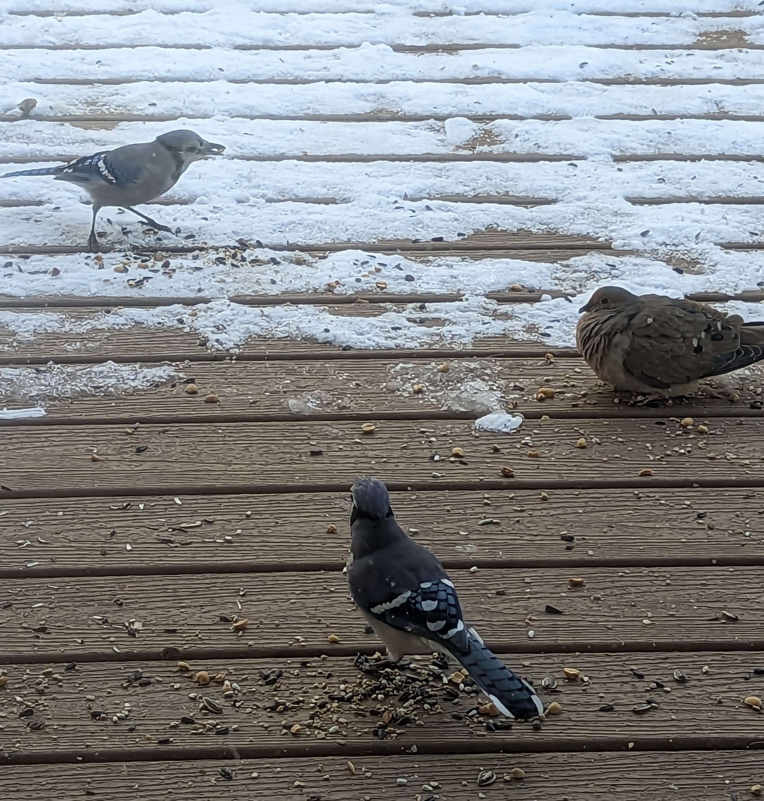(St. Louis) Two blue jays are loudly screaming at a mourning dove sitting by them.