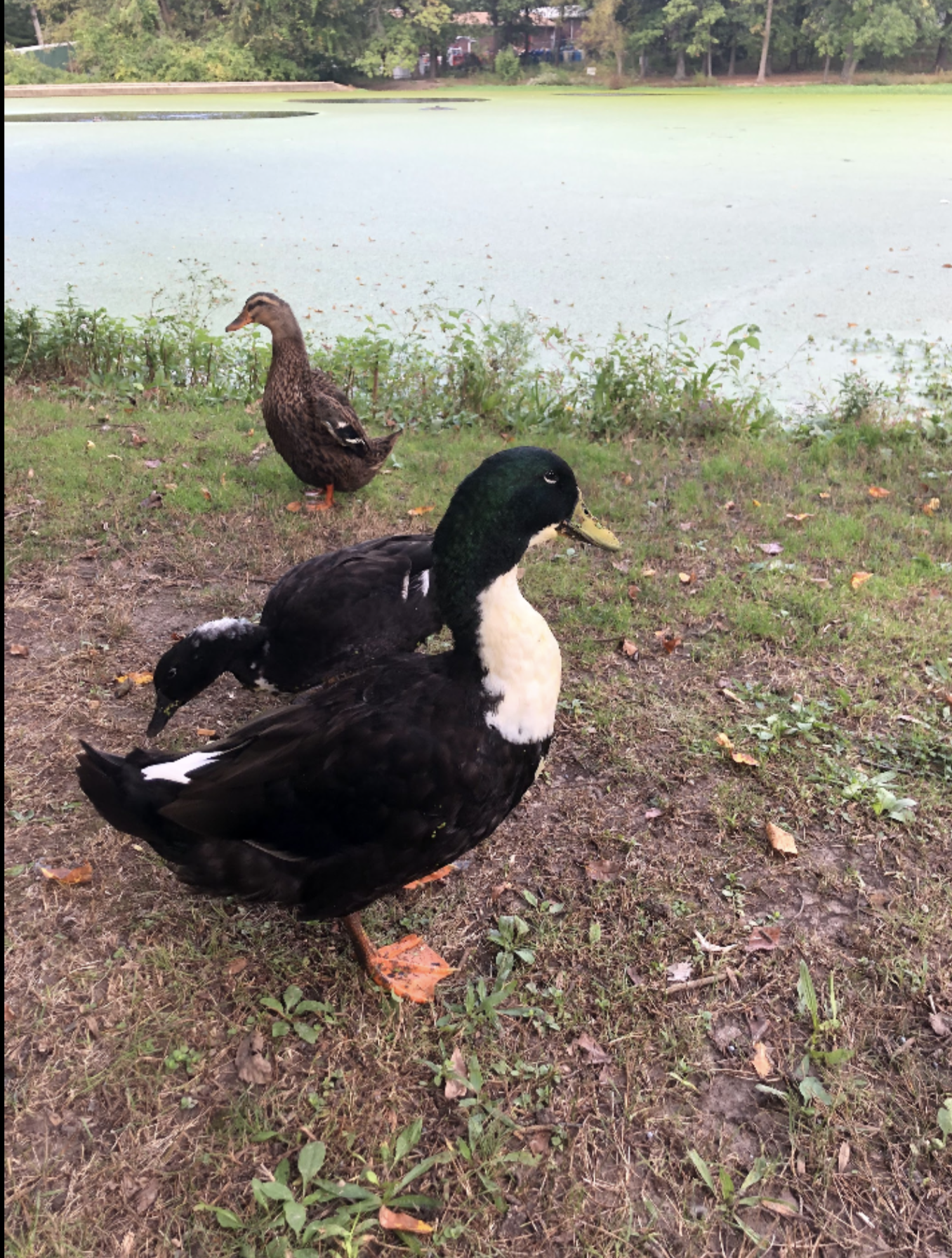 (St. Louis) These ducks have so much personality! The black one in front demanded more ice from us--so they can cool off!