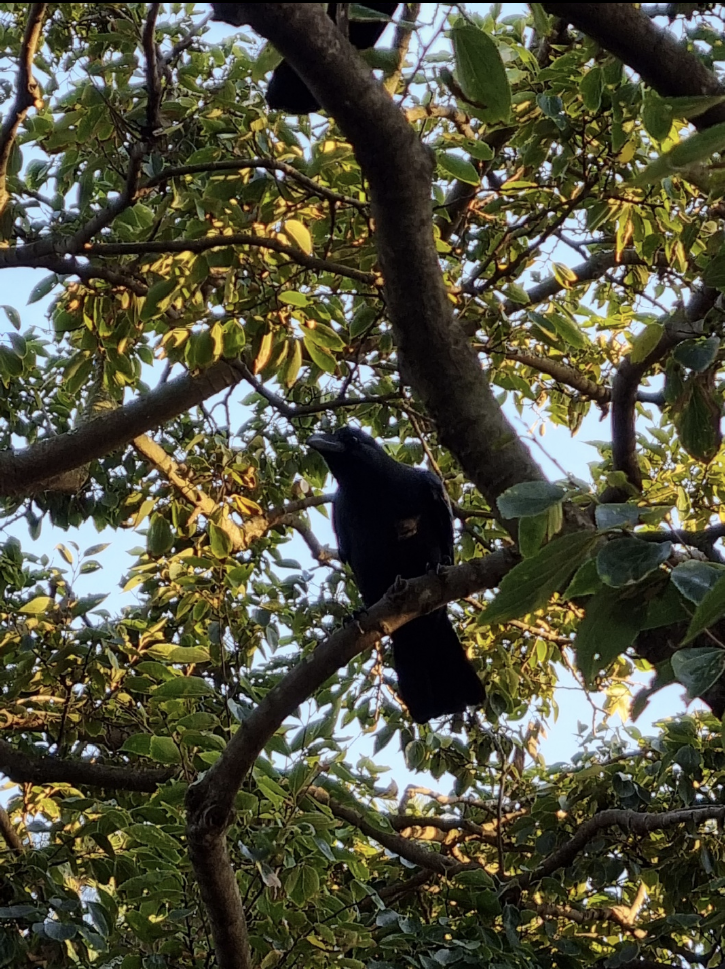 (Seoul) "Crows are NOT bad birds! They are actually quite nice. Magpies are the nasty ones who bully all the migratory birds!"
- Quote from a taxi driver