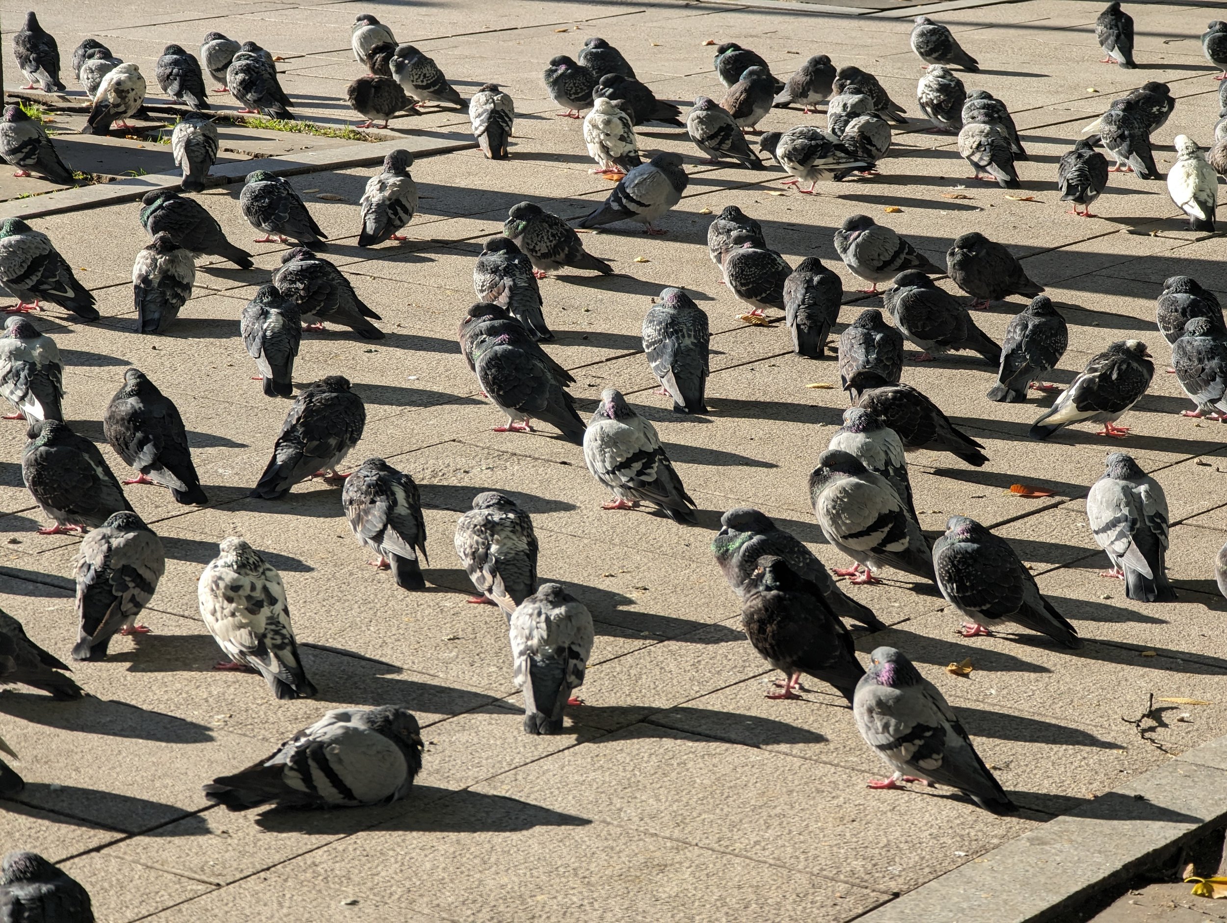 (Seoul) Every morning, rock pigeons gather to warm up in the sun. Their slumped backs straightened quickly when commuters accidentally dropped crumbs.