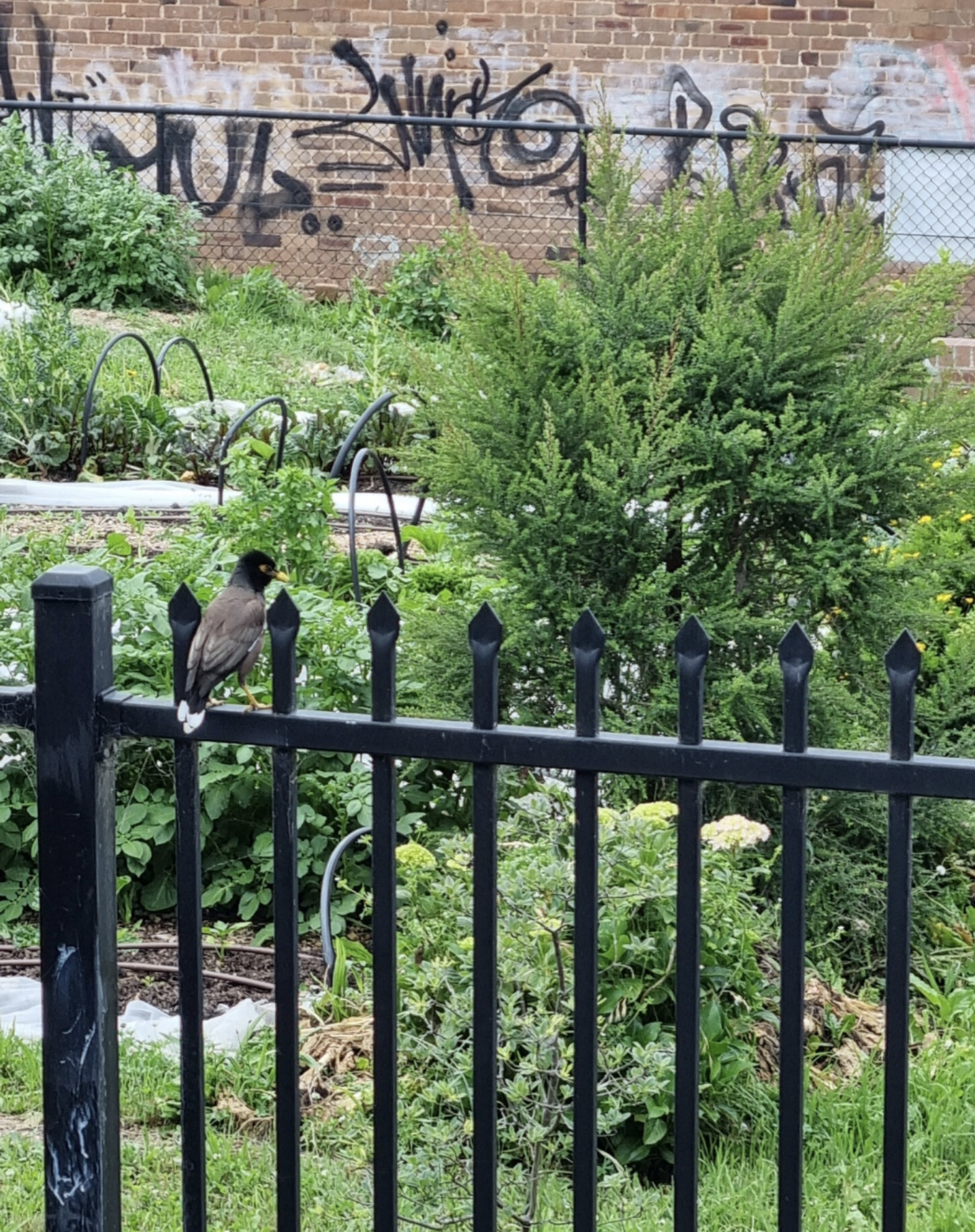 (Australia) "City birds have their favorites! Like Oporto's Portuguese-style grilled chicken. Wait, is this wrong?"
- Quote from my mother (translated from Korean)