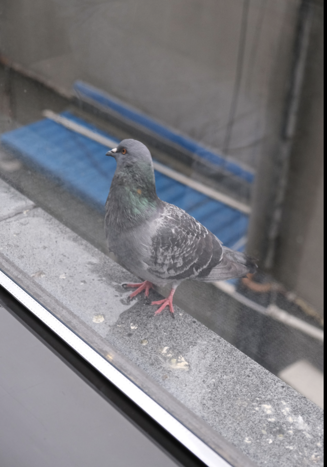 (Gyeongju) Two adults kept themselves busy scavenging for food while two adolescent-looking children stayed inside. Here is the photo of one of the adult pigeons.
